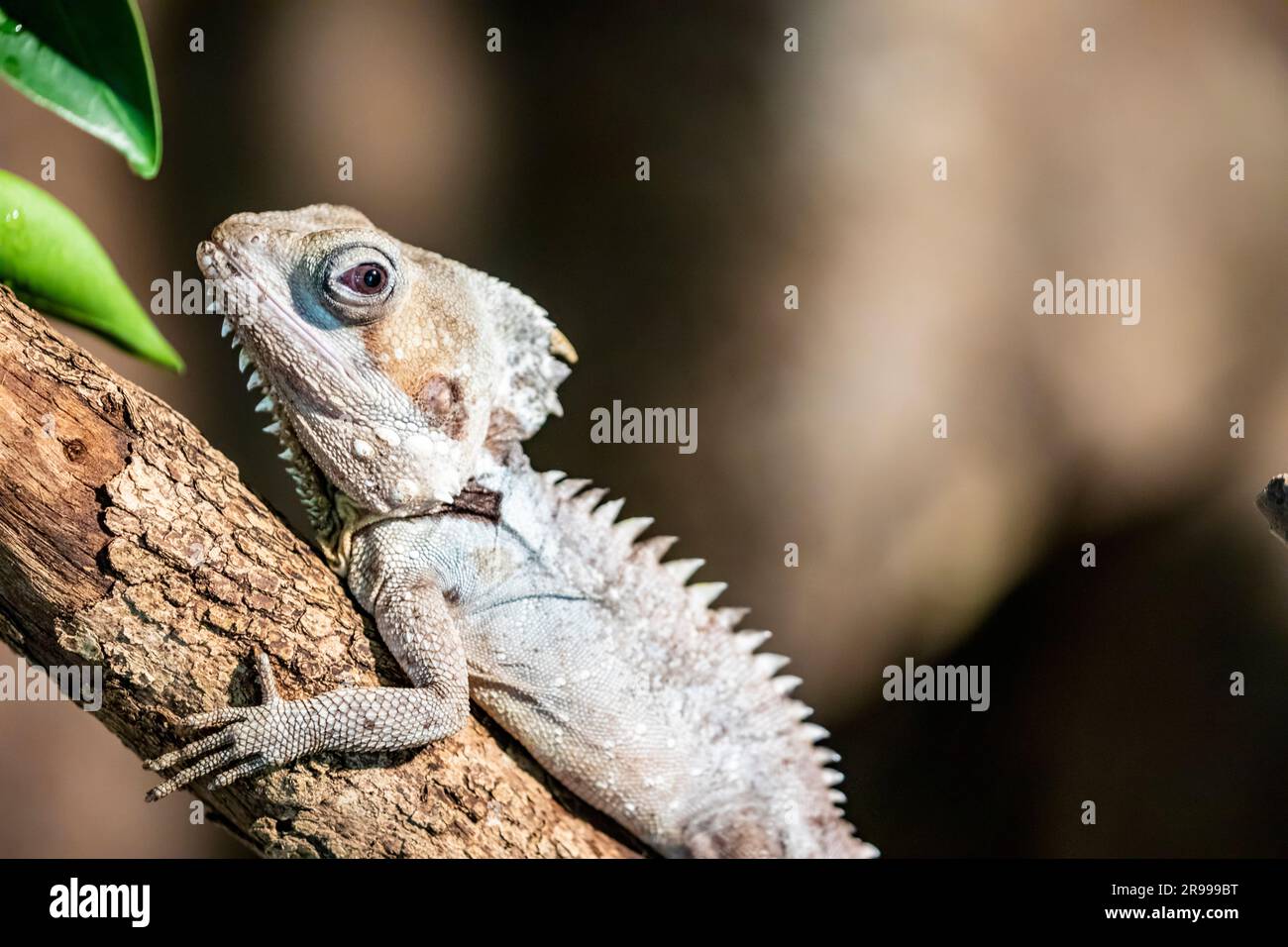 Boyd's forest dragon (Lophosaurus boydii) is a species of arboreal