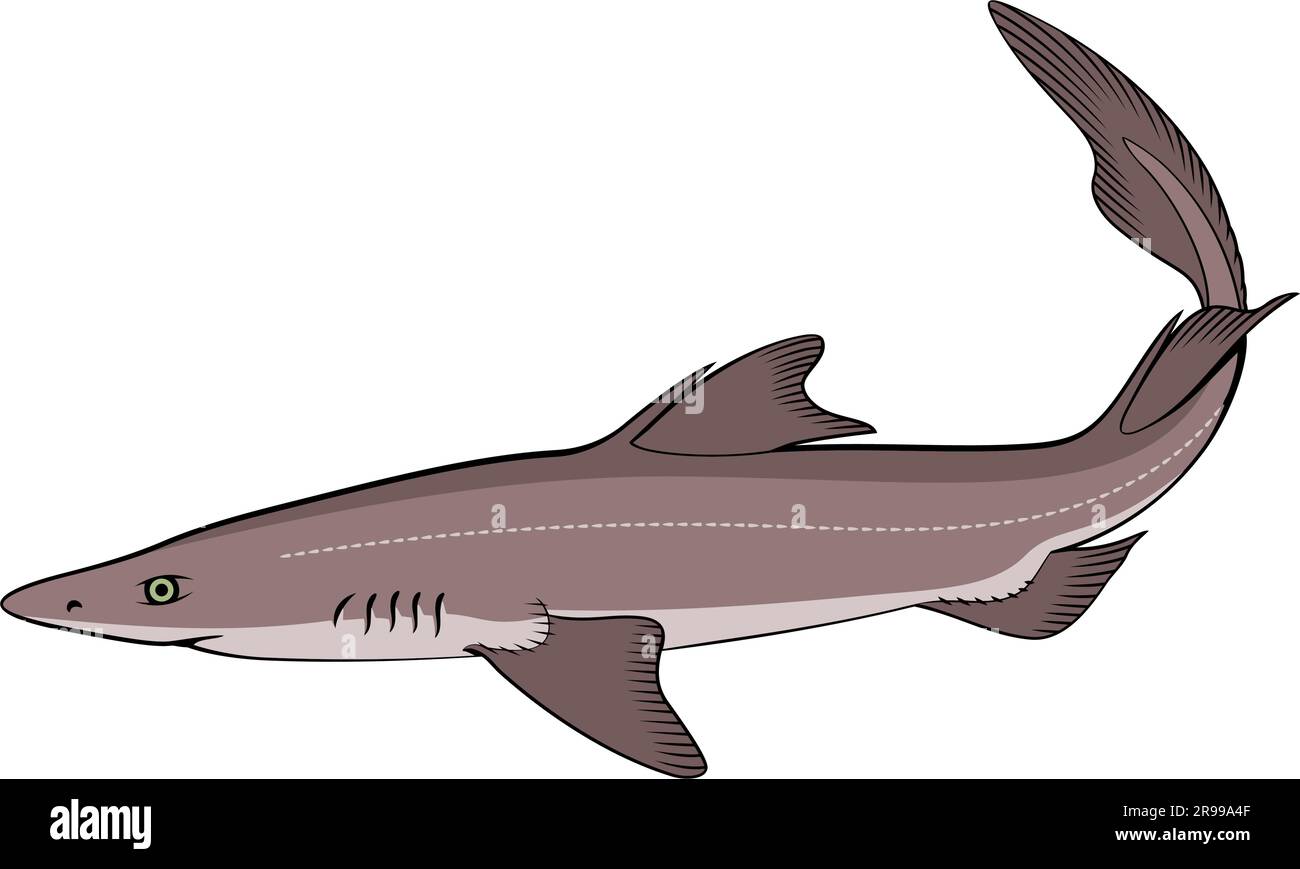 Spiny Dogfish (Spurdog). Squalus. Color vector clipart isolated on white. Stock Vector