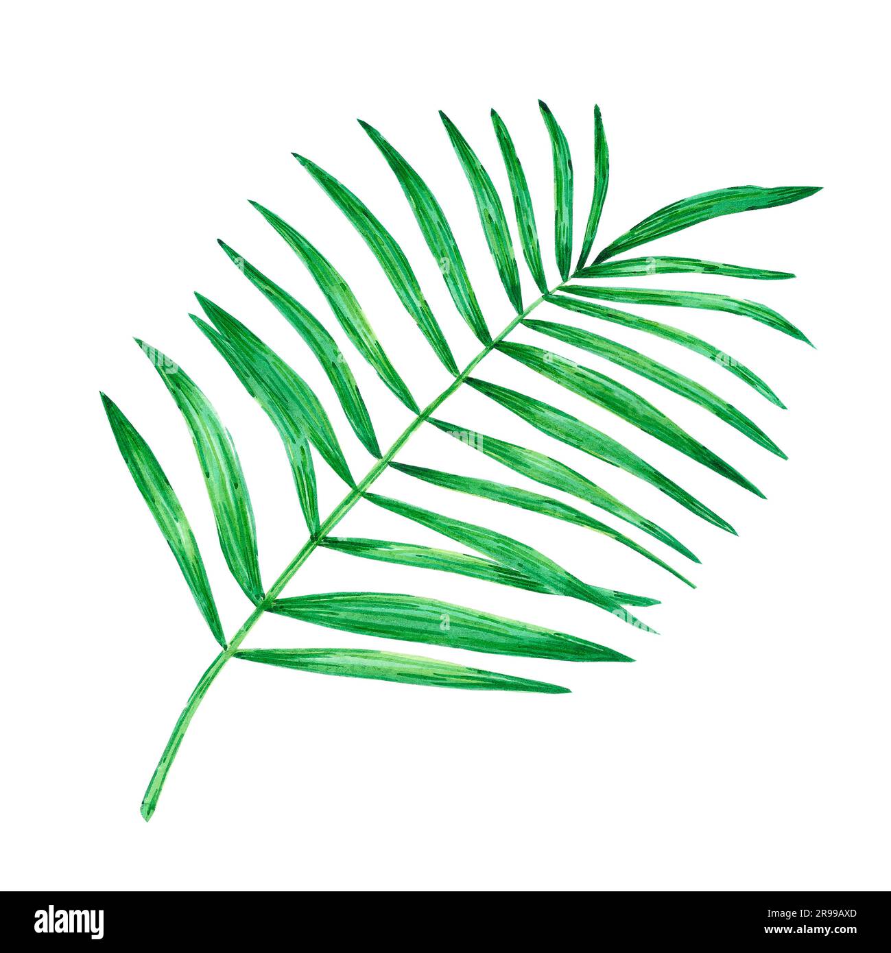 Hand drawn watercolor green tropical palmtree leaves isolated on white ...