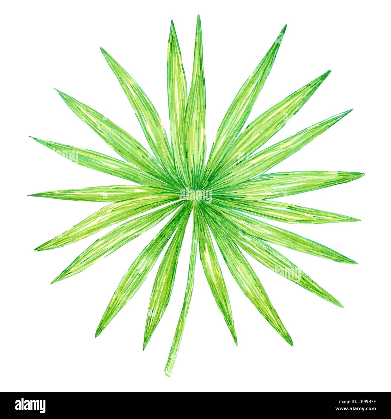 Hand drawn watercolor green tropical palm tree leaf isolated on white ...