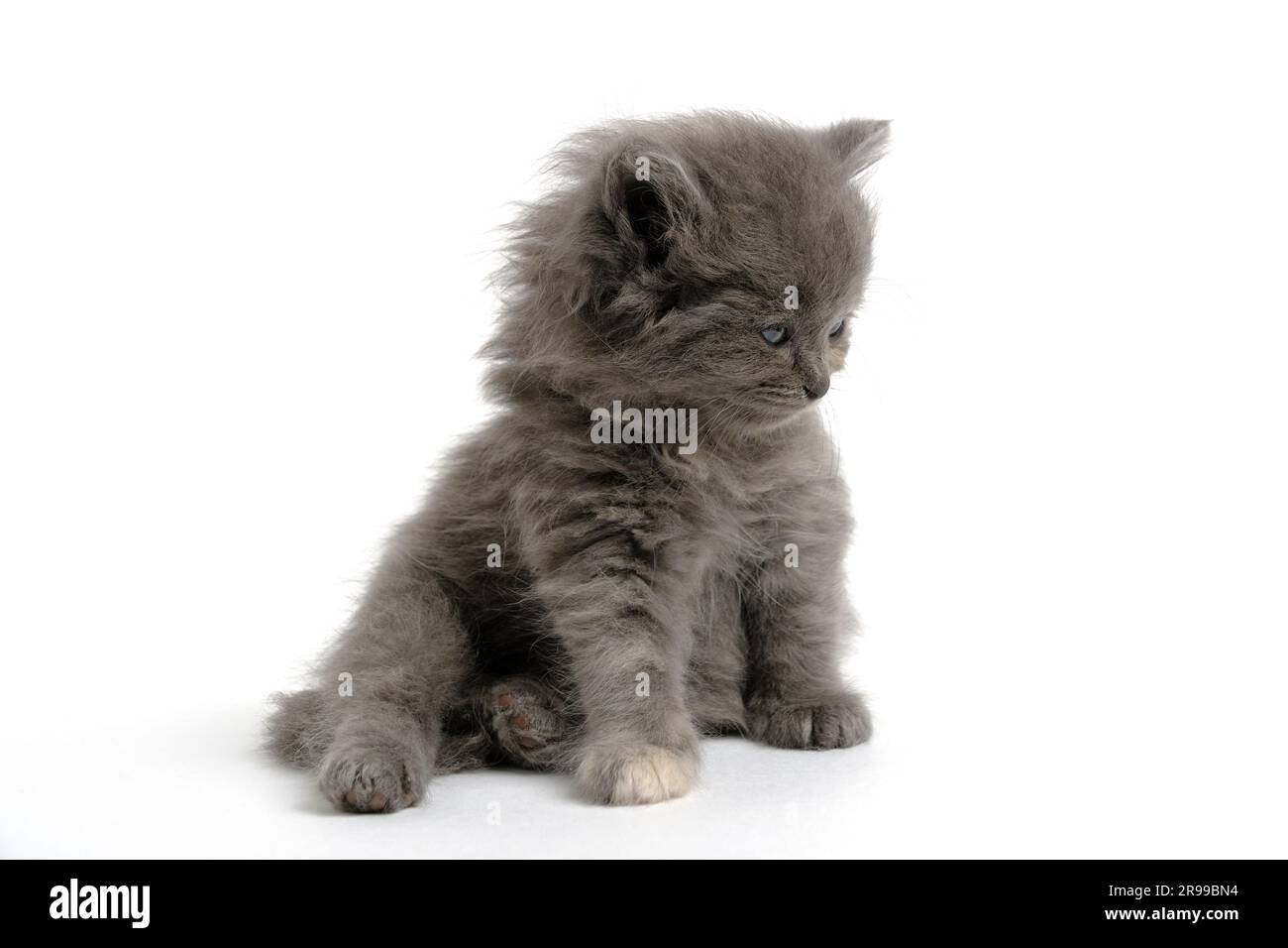 Sitting gray, fluffy kitten on white background Stock Photo