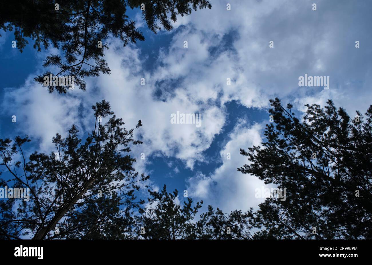 Dark treetops against background white clouds and blue sky Stock Photo