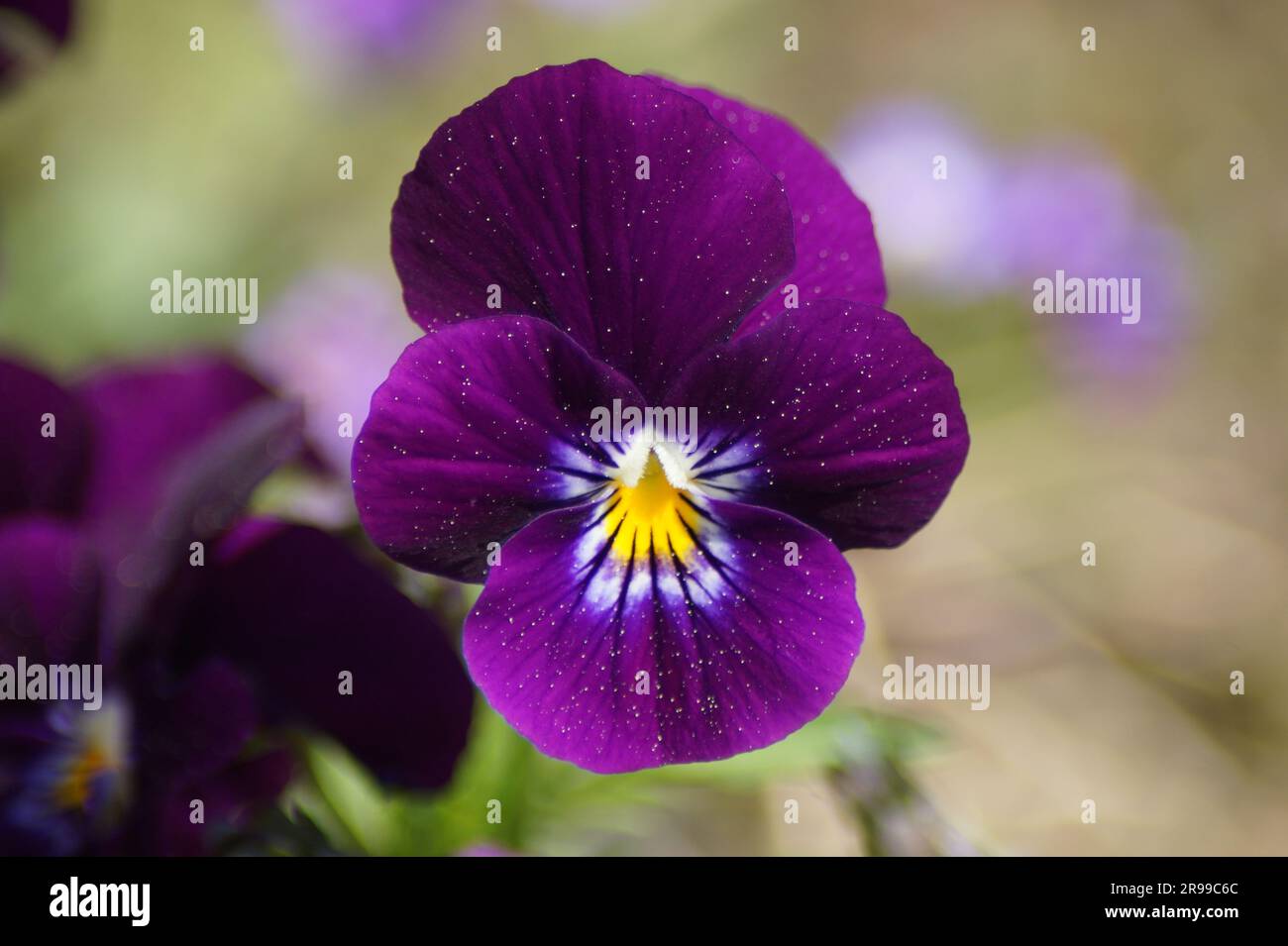 Purple flower of a horned violet Stock Photo
