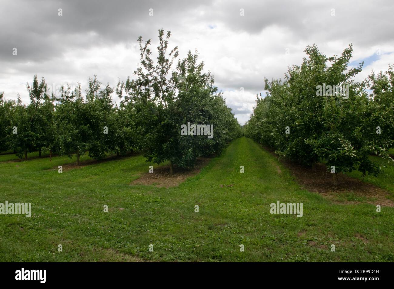 Cider orchard in the Wye Valley at Byford, Herefordshire, England Stock Photo