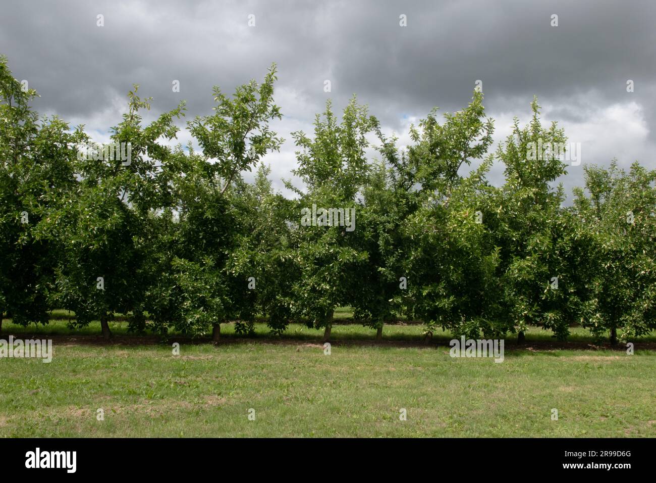 Cider apple orchard uk hires stock photography and images Alamy