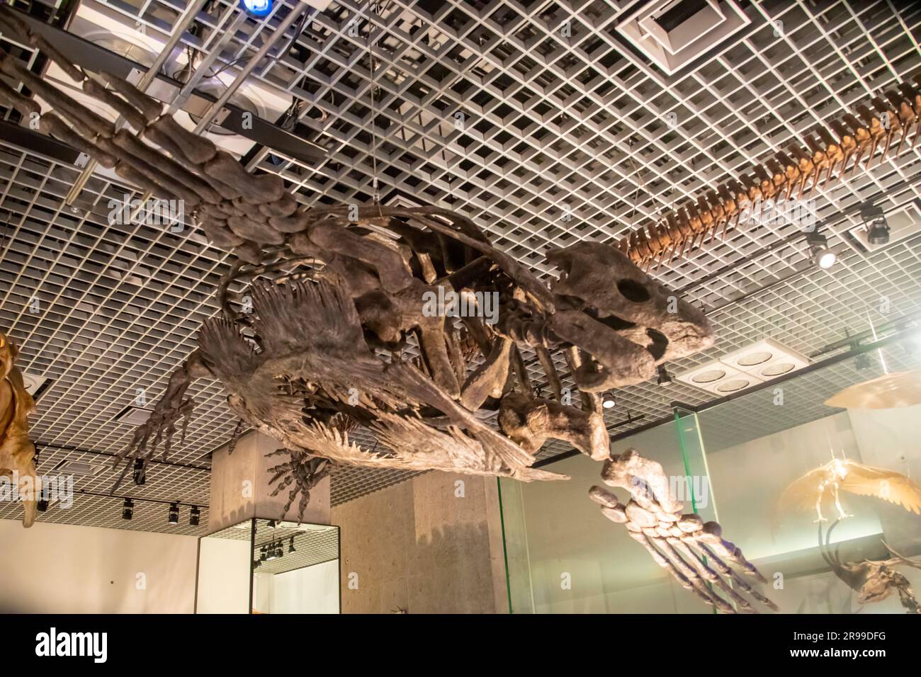 the Archelon in global gallery National Museum of Nature and Science.   an extinct marine turtle from the Late Cretaceous, and is the largest turtle Stock Photo