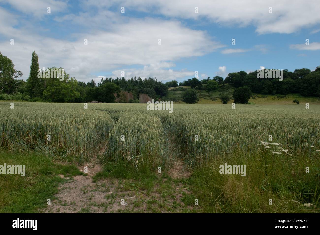 Wheatfield near Breinton Common, Herefordshire, England,UK Stock Photo