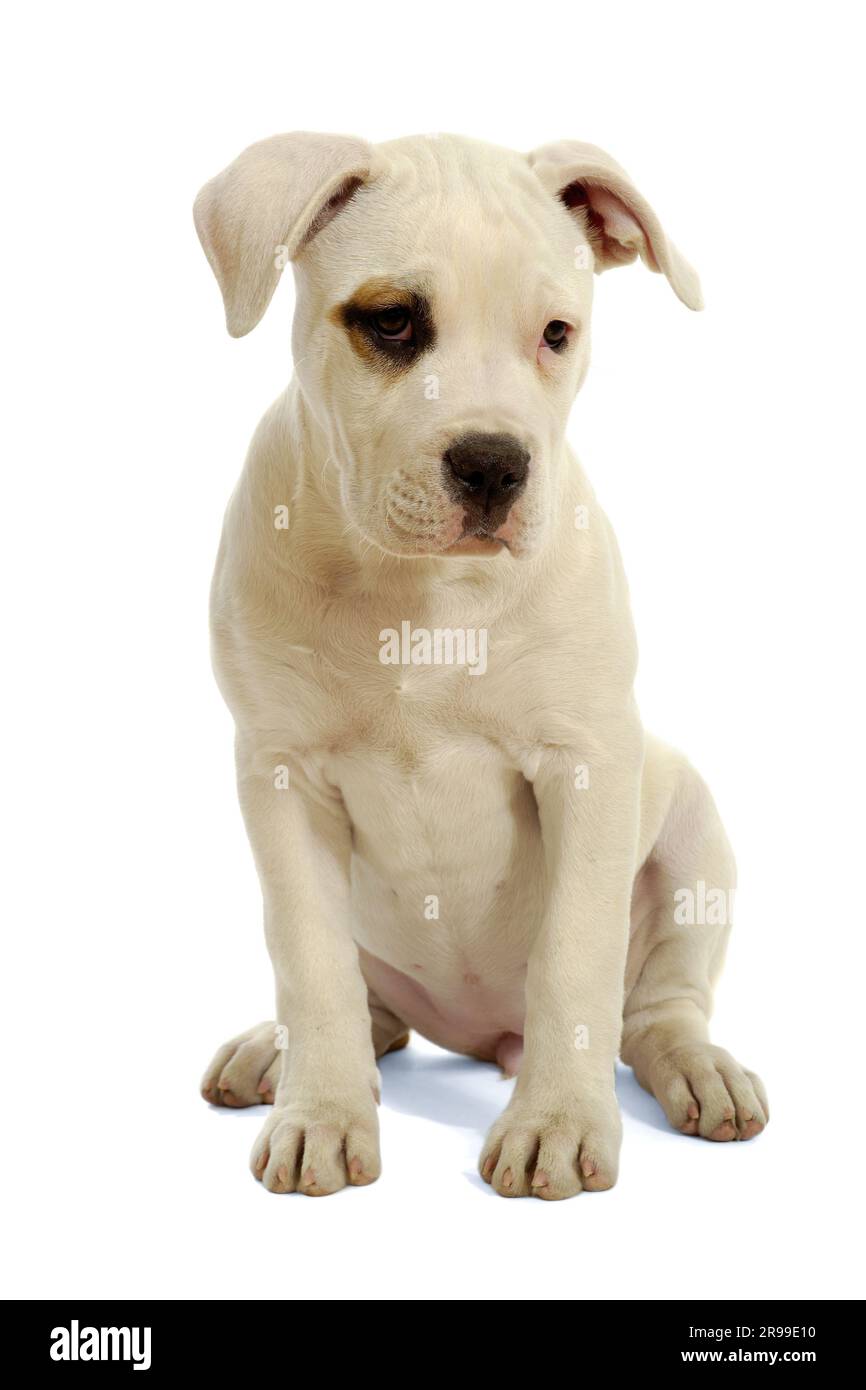 Puppy sitting on a white background Stock Photo - Alamy