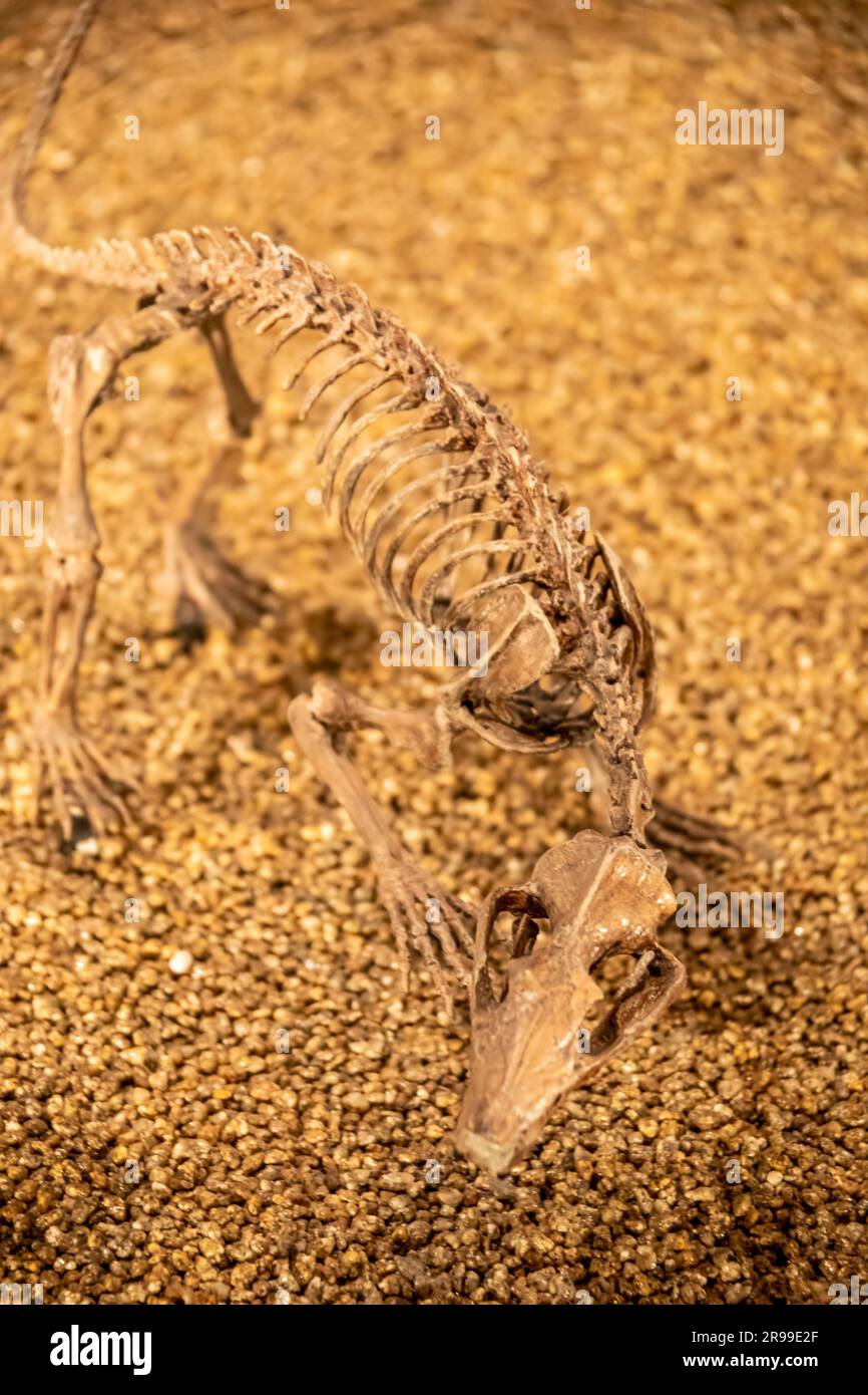 the gobiconodon ostromi in global gallery National Museum of Nature and Science.  An extinct genus of carnivorous mammals Stock Photo