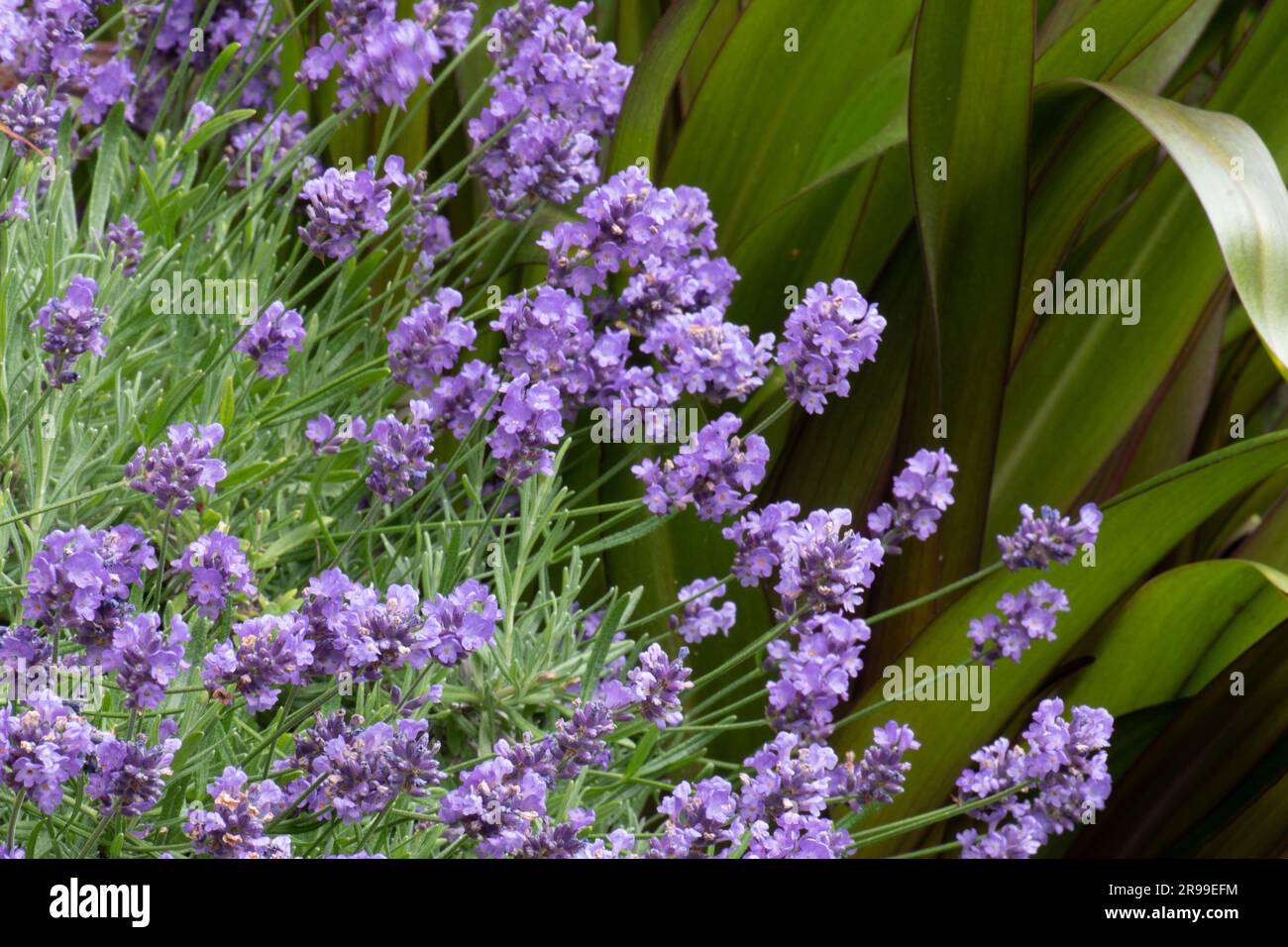 Lavandula Angustifolia Hidcote Stock Photo Alamy