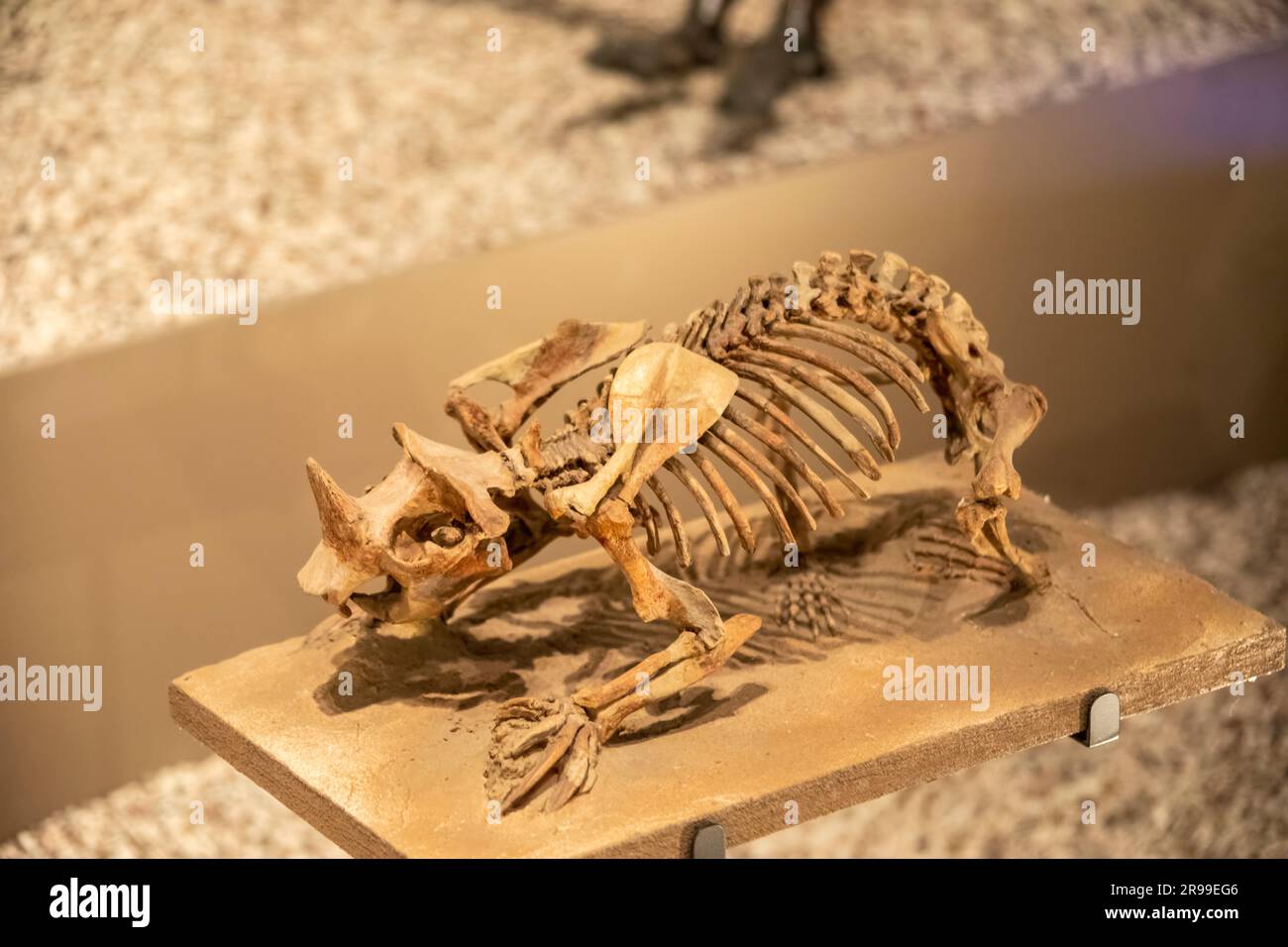 Tokyo Japan Mar 11th 2023: Horned gopher (ceratogaulus hatcheri) in global gallery National Museum of Nature and Science.  It is extinct rodent Stock Photo