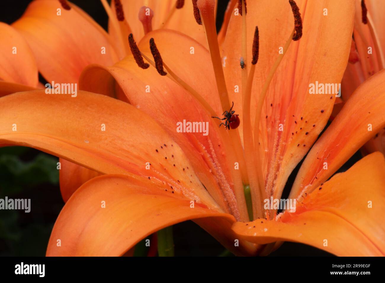 Dwarf orange Asiatic Lily Stock Photo