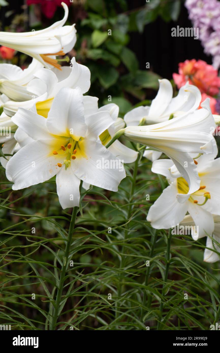 Heavily scented white lily, Lilium Regale Album Stock Photo