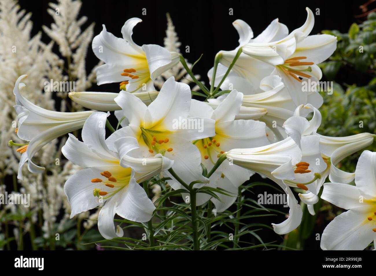 Heavily scented white lily, Lilium Regale Album Stock Photo - Alamy