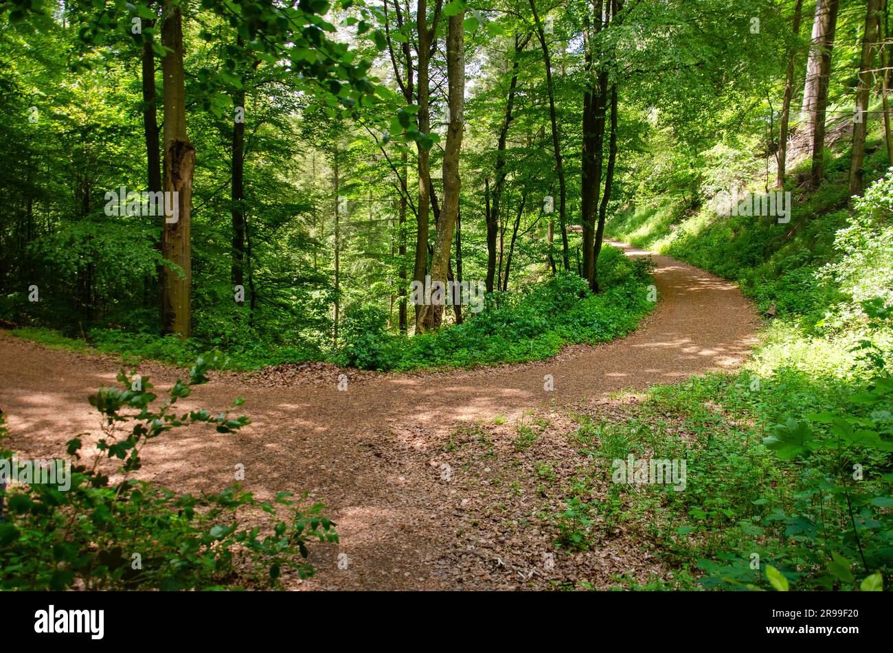 Curving footpath following the elevation lines in a forest near the volcanic lakes of Daun, Germany Stock Photo