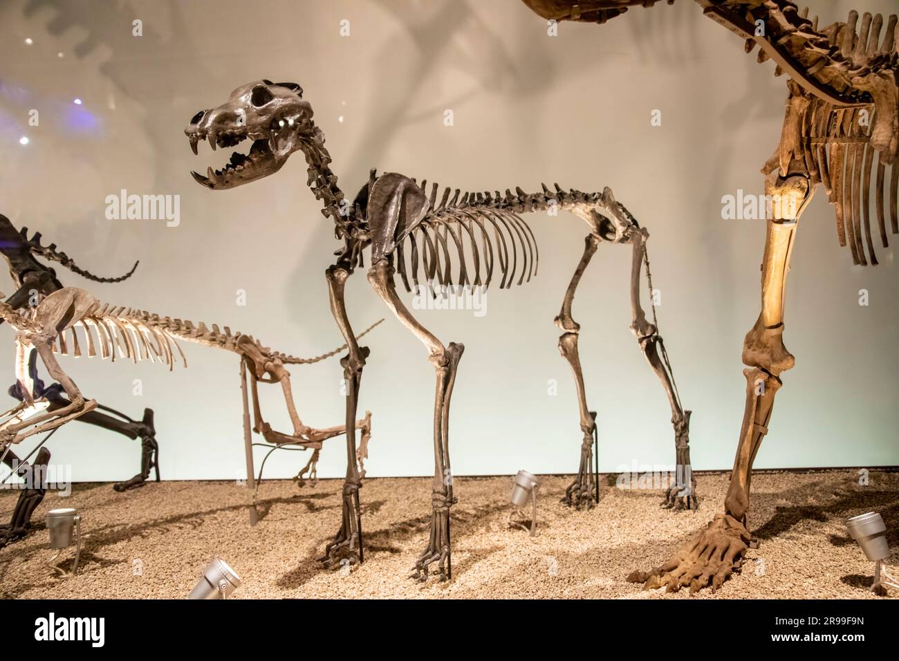 Dire Wolf Skeleton Comparison