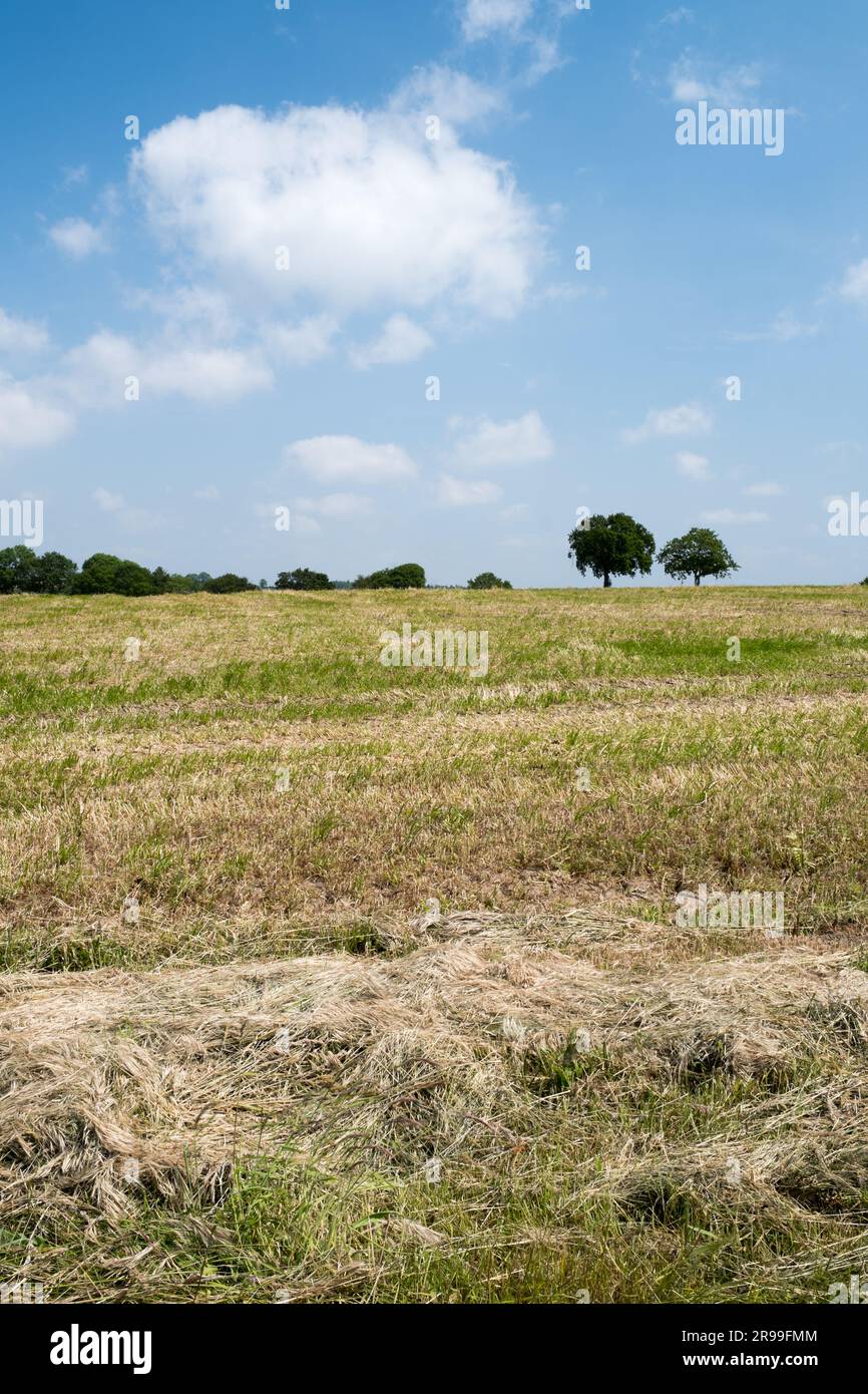 Field & distant trees Stock Photo