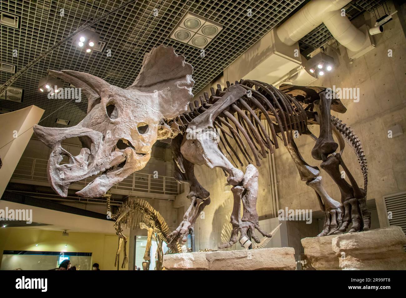 Tokyo Japan Mar 11th 2023: the Triceratops prorsus in in global gallery ...