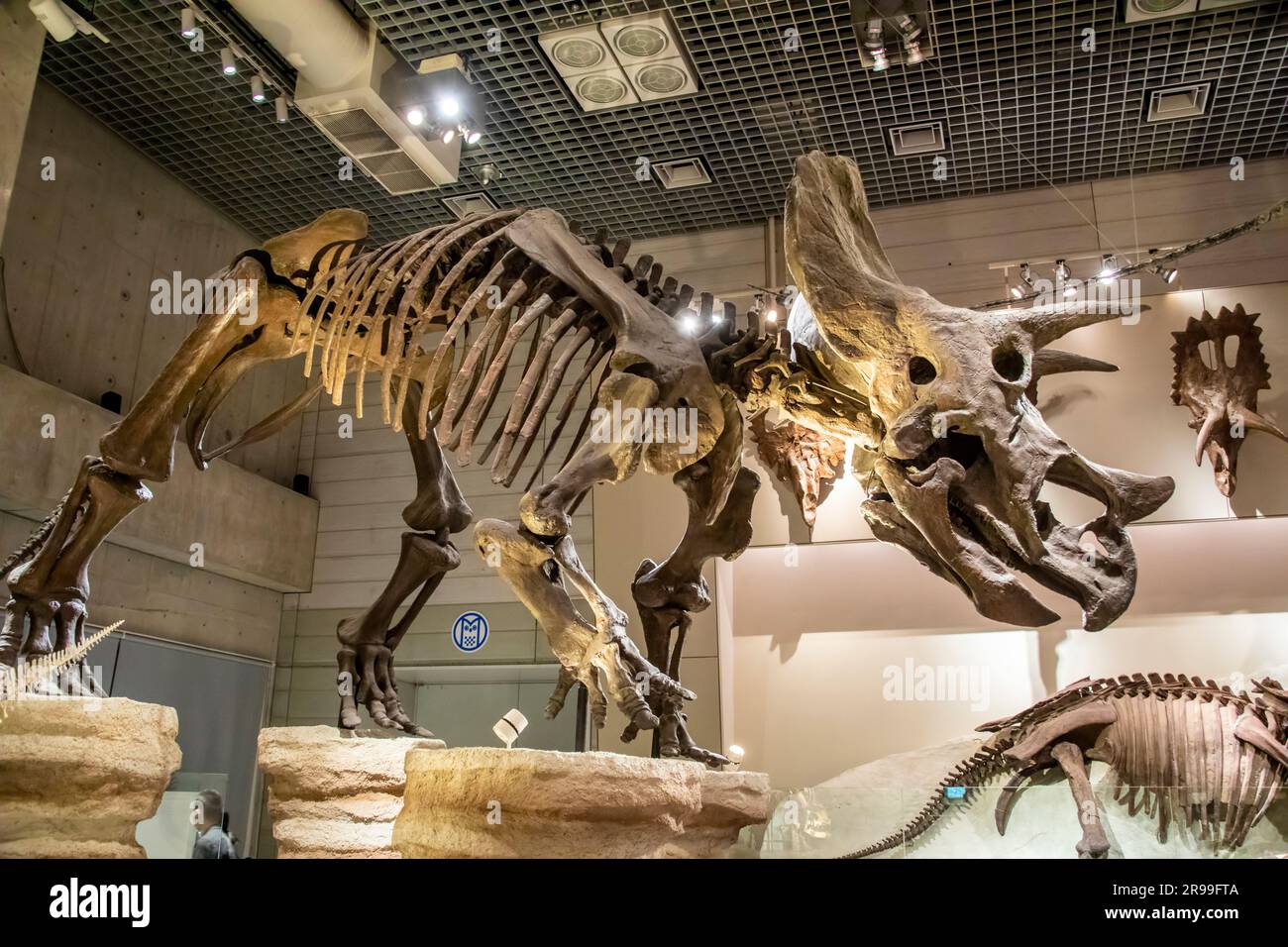 Tokyo Japan Mar 11th 2023: the Triceratops prorsus in in global gallery ...
