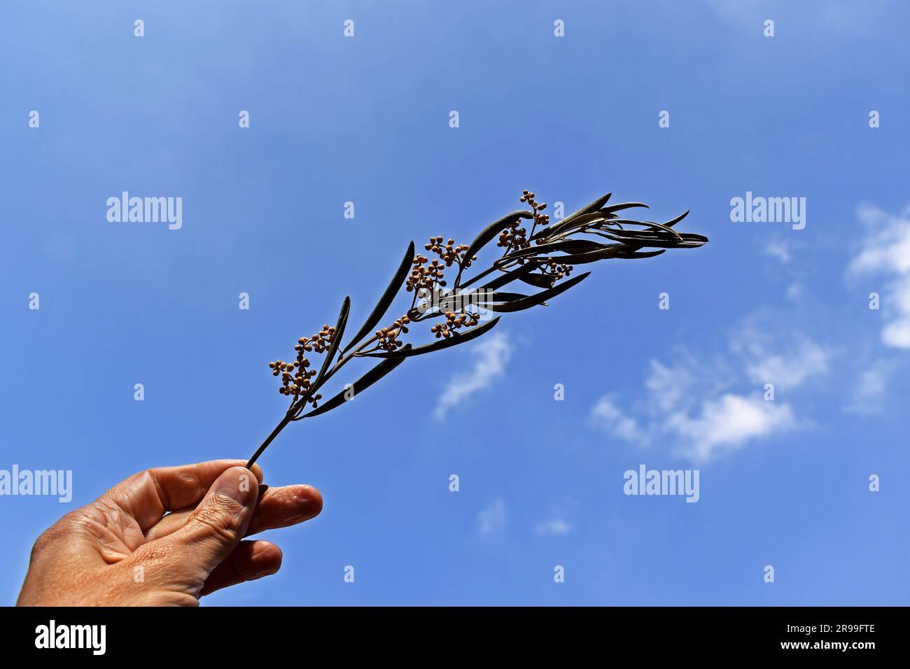Olive branch on hand and blue sky Stock Photo