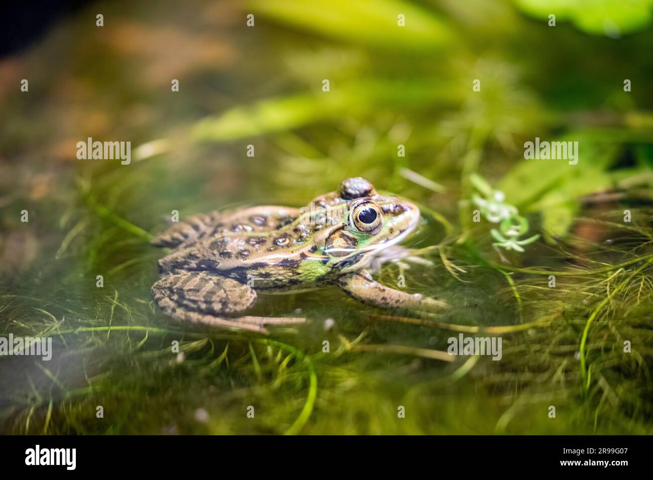 Daruma pond frog (Pelophylax porosus) is a species of frog in the