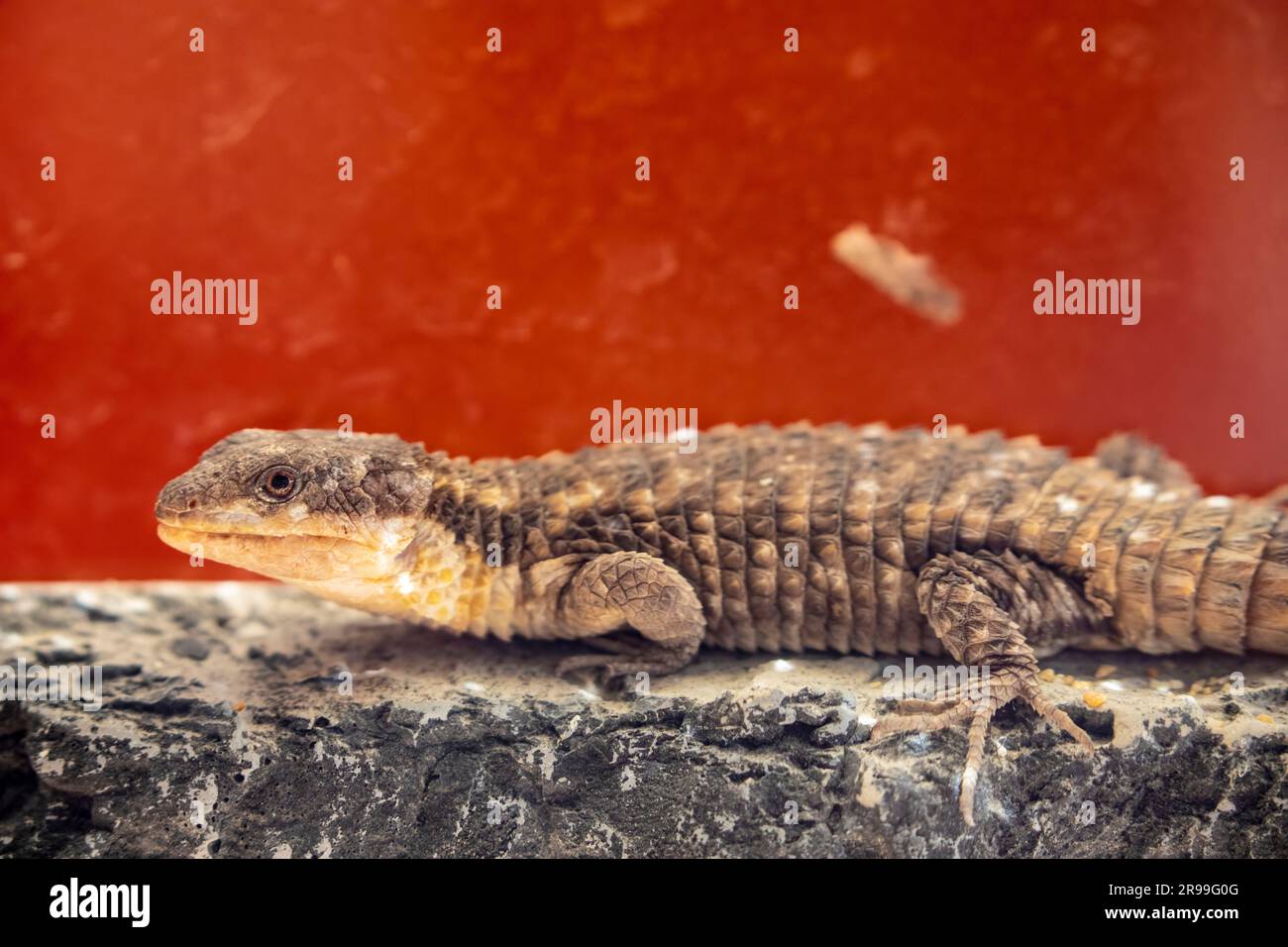 tropical girdled lizard (Cordylus tropidosternum) is a species of arboreal or rupicolous (rock-dwelling) lizard endemic to East Africa. Stock Photo