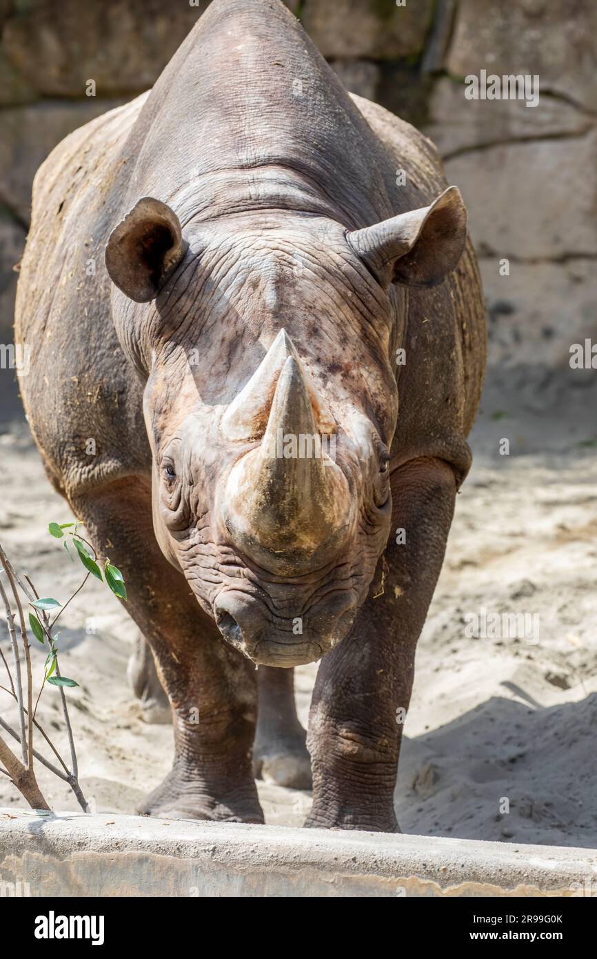 The Black Rhinoceros (Diceros Bicornis) Is A Species Of Rhinoceros ...