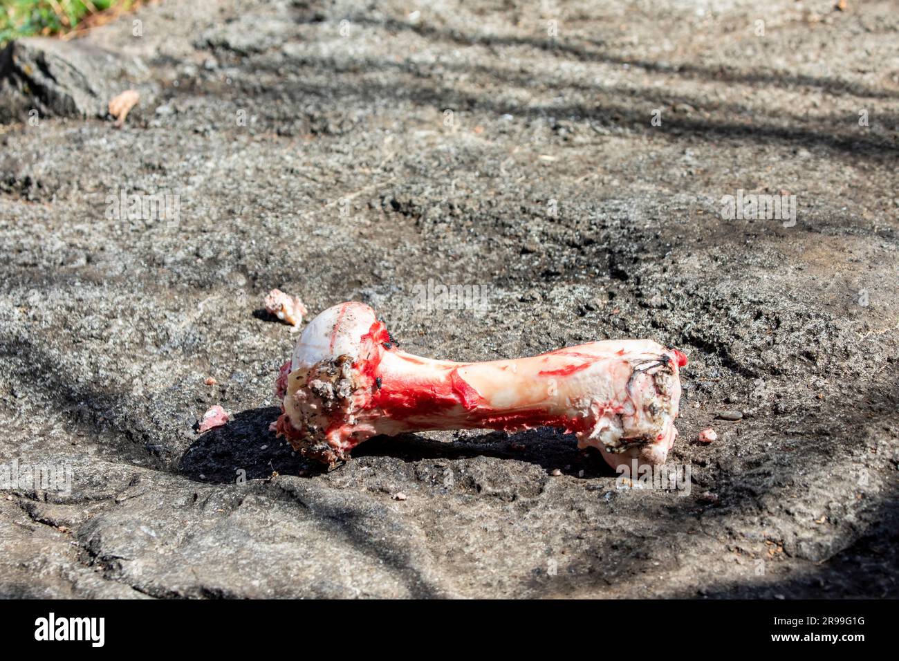 a big bone is  on the ground of tiger enclosure. This is kind of enrichment activity in zoo. Stock Photo