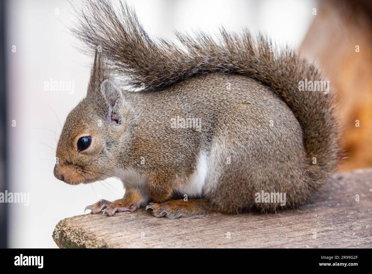The Japanese squirrel (Sciurus lis) is a tree squirrel in the genus Sciurus endemic to Japan. Stock Photo