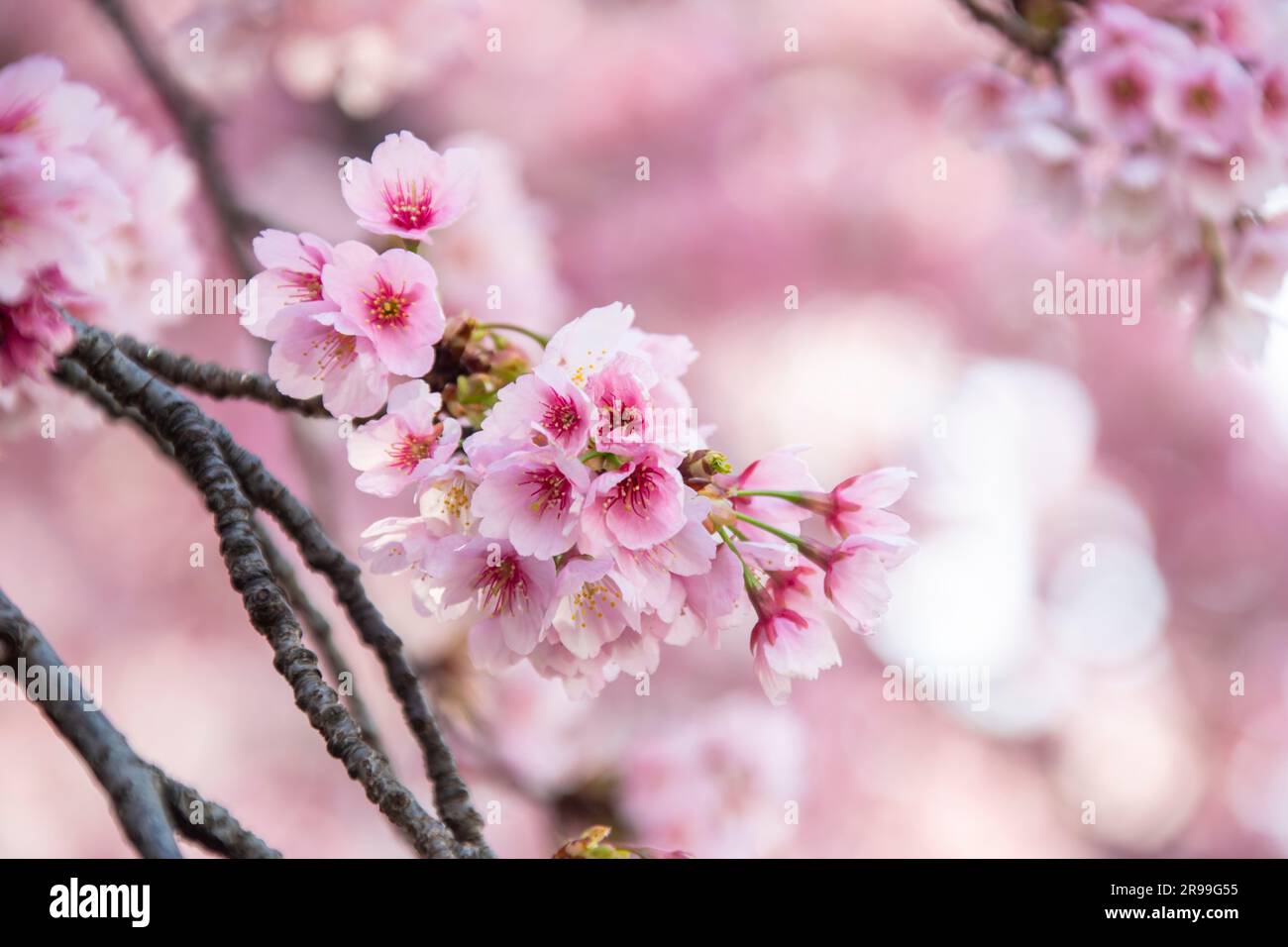 the closeup image of Cherry blossom in Ueno Park of Tokyo Japan. Home
