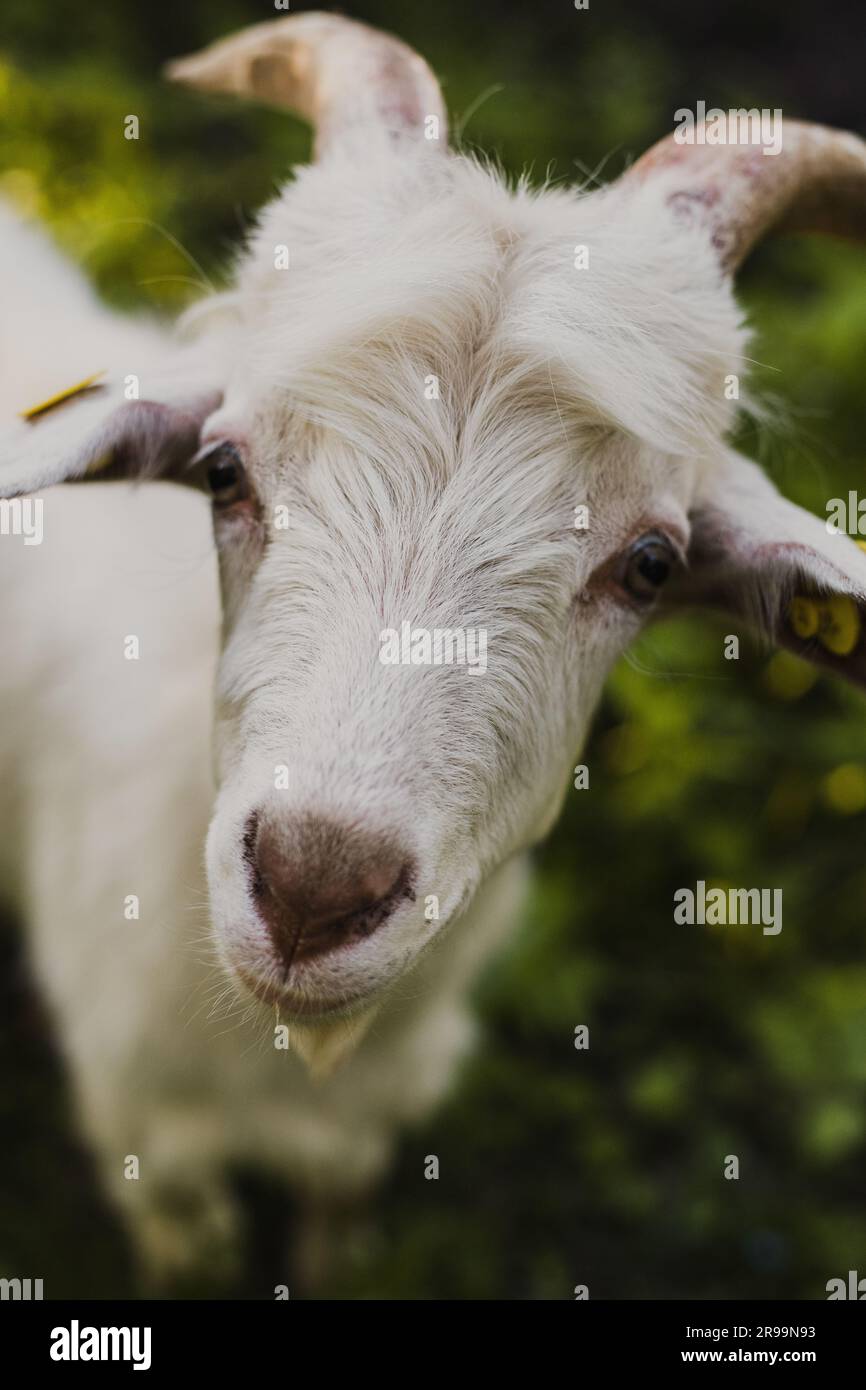 Eid -ul adha goat sheep qurbani animal White goats in a meadow of a goat farm. White goats in summer vibes Stock Photo