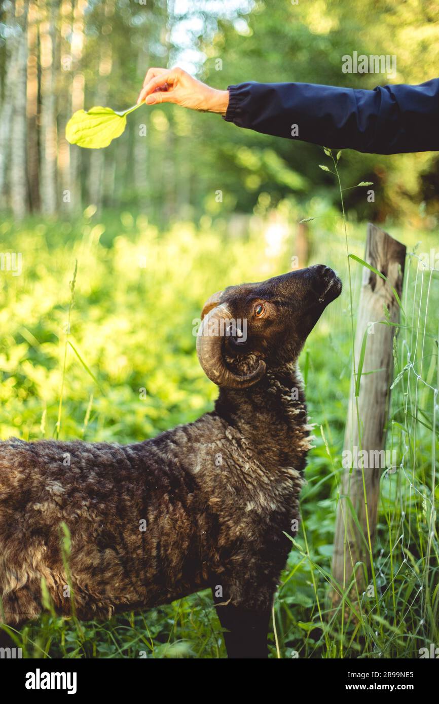 woman's hand holding a green leaf of a tree feeds a black ram with big horns in green grass in the light of a summer sunset. Stock Photo