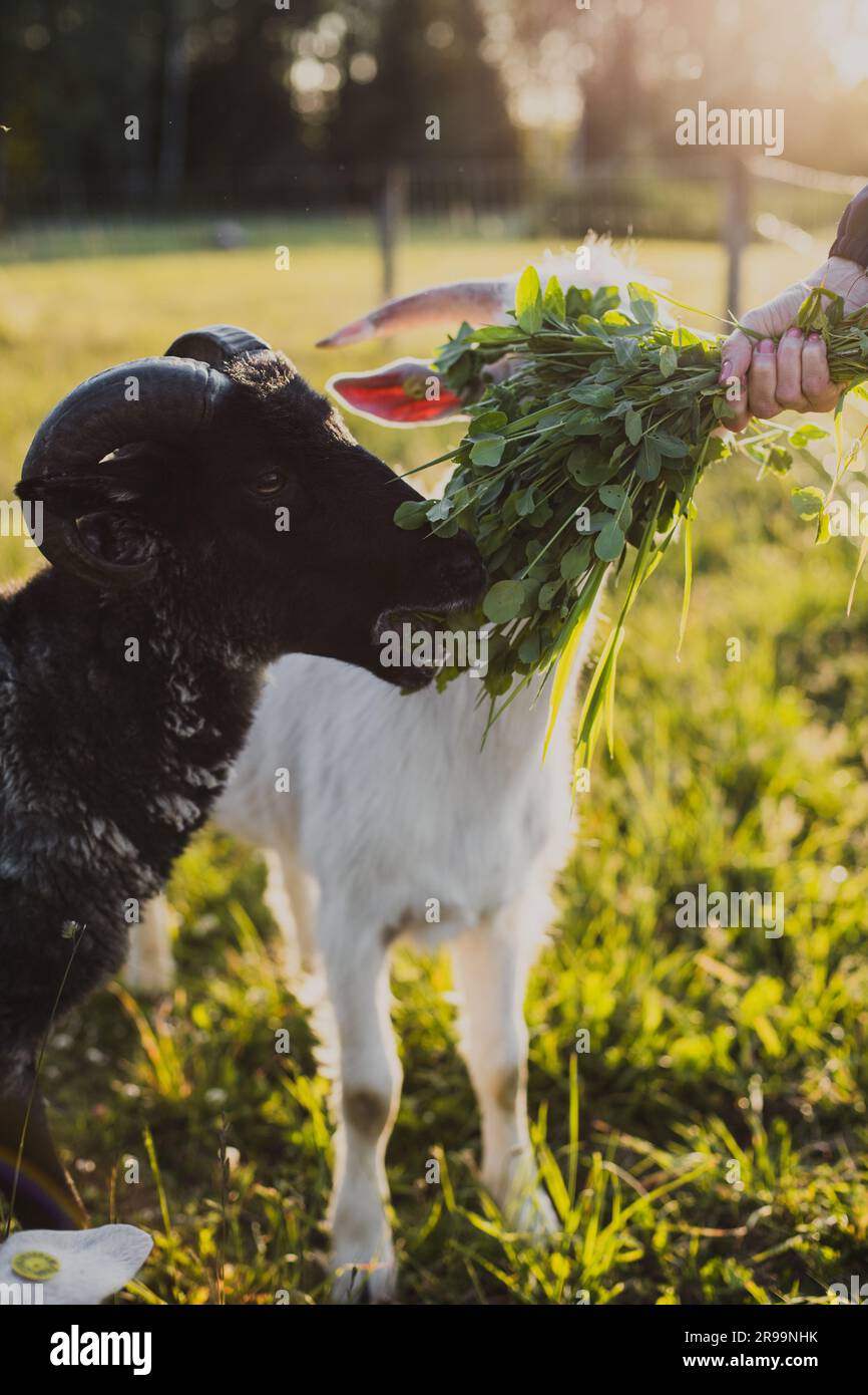 woman's hand feeding green grass clover to a black horned goat in green grass in warm sunset summer light. Stock Photo