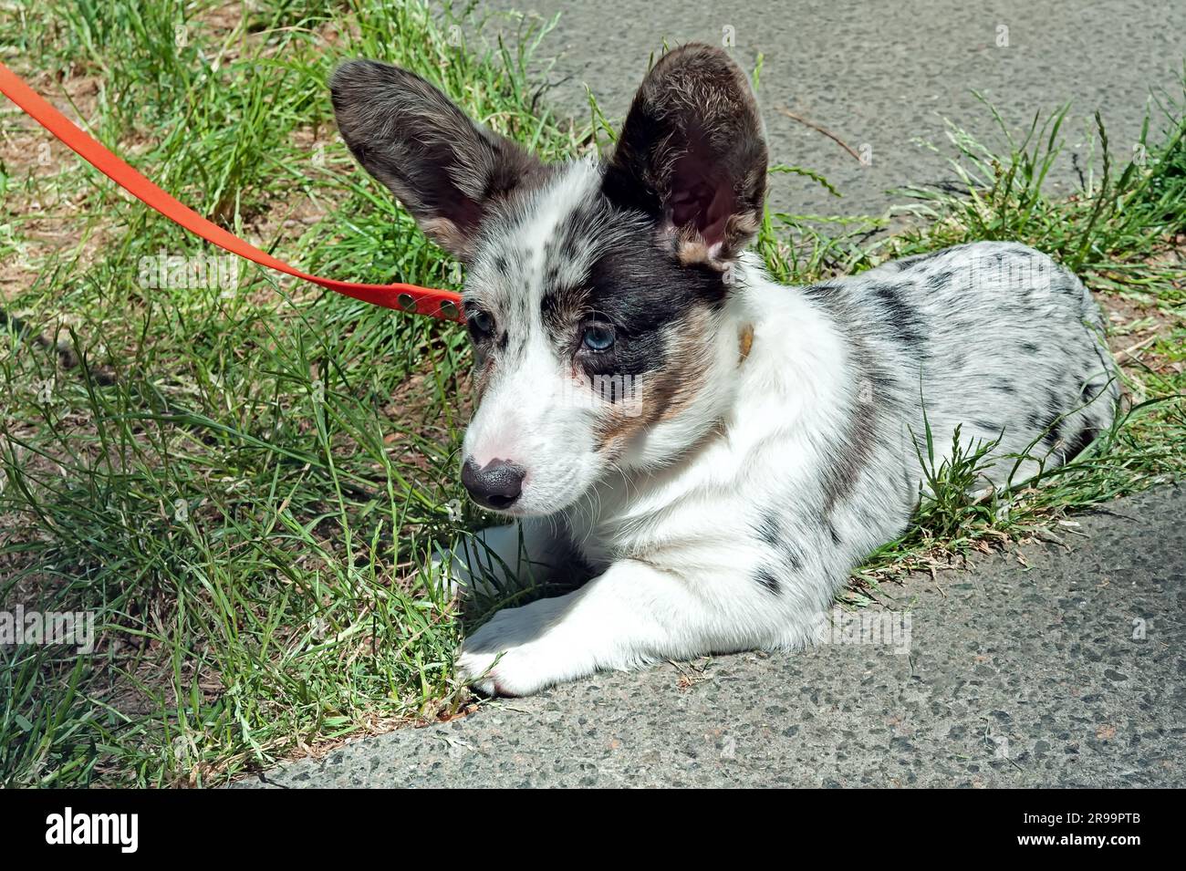 Cheerful welsh corgi dog hi-res stock photography and images - Alamy