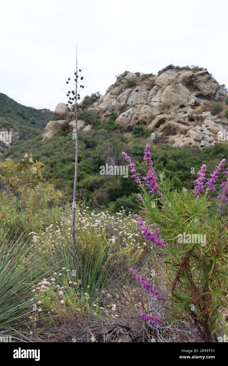 Woolly Bluecurls, Trichostema Lanatum, a native perennial shrub displaying cyme inflorescences during springtime in the Santa Monica Mountains. Stock Photo