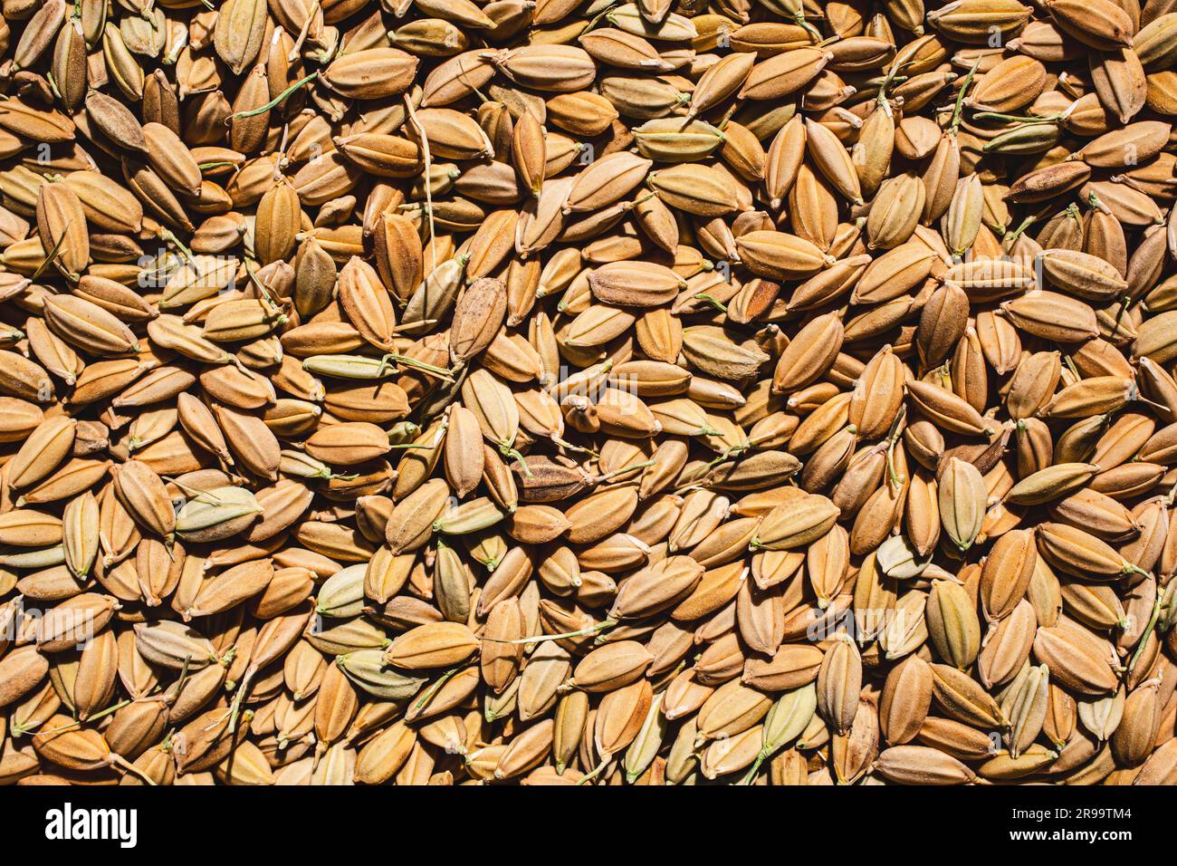 Sand rice grass hires stock photography and images Alamy