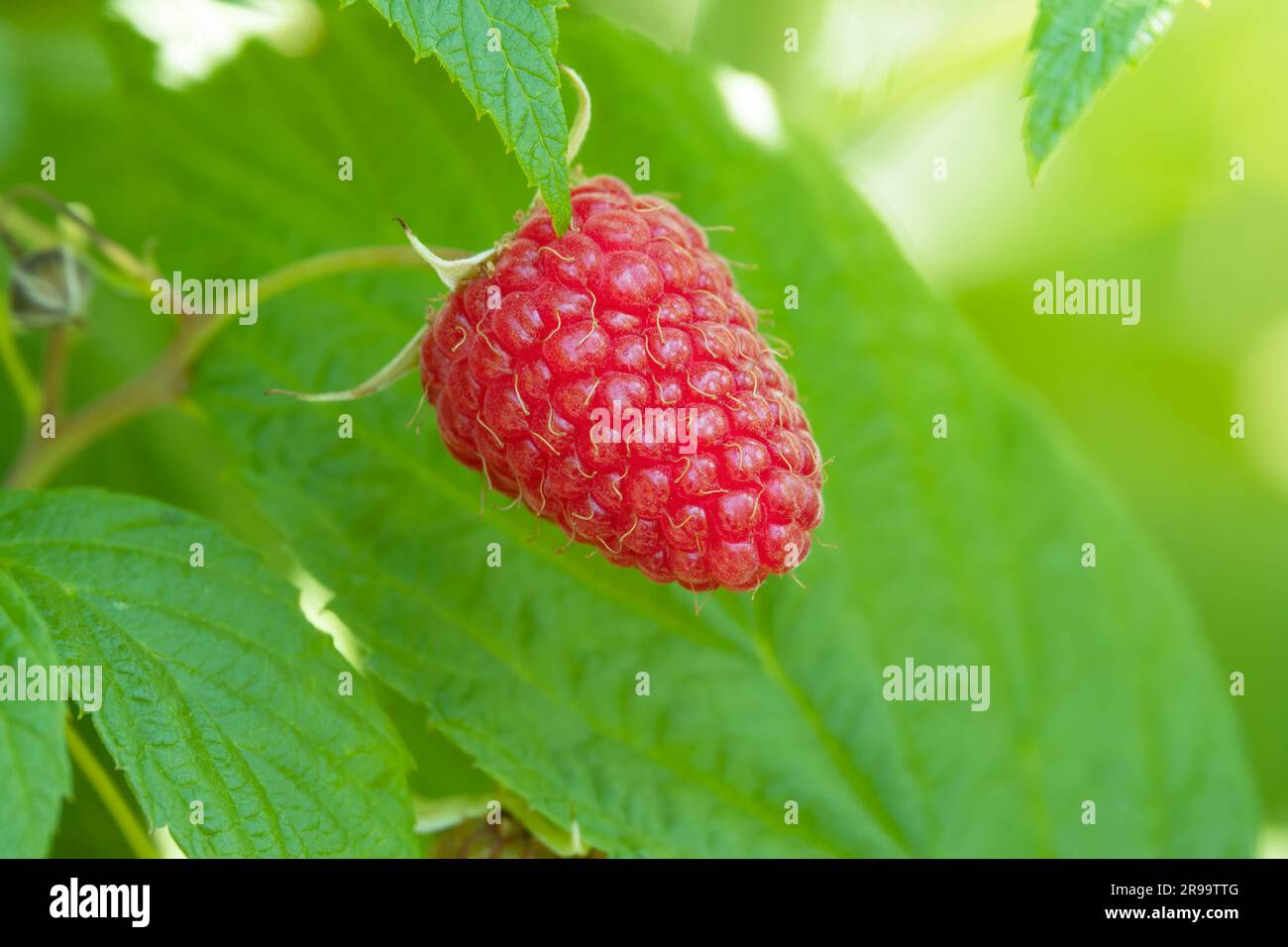 Raspberry plant close up hi-res stock photography and images - Alamy