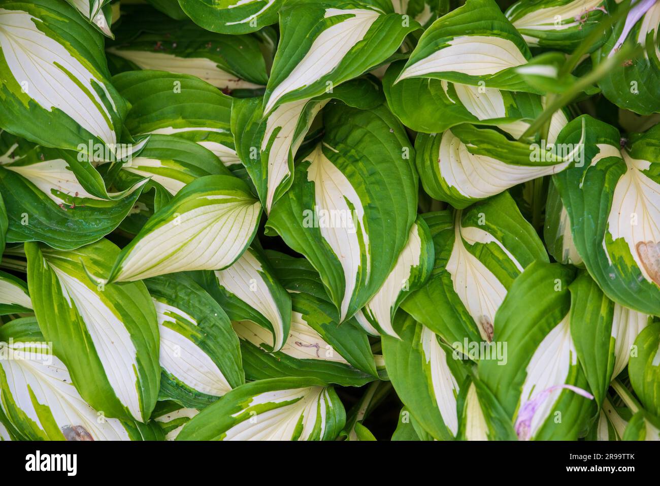 Green white hosta leaves floral background Stock Photo