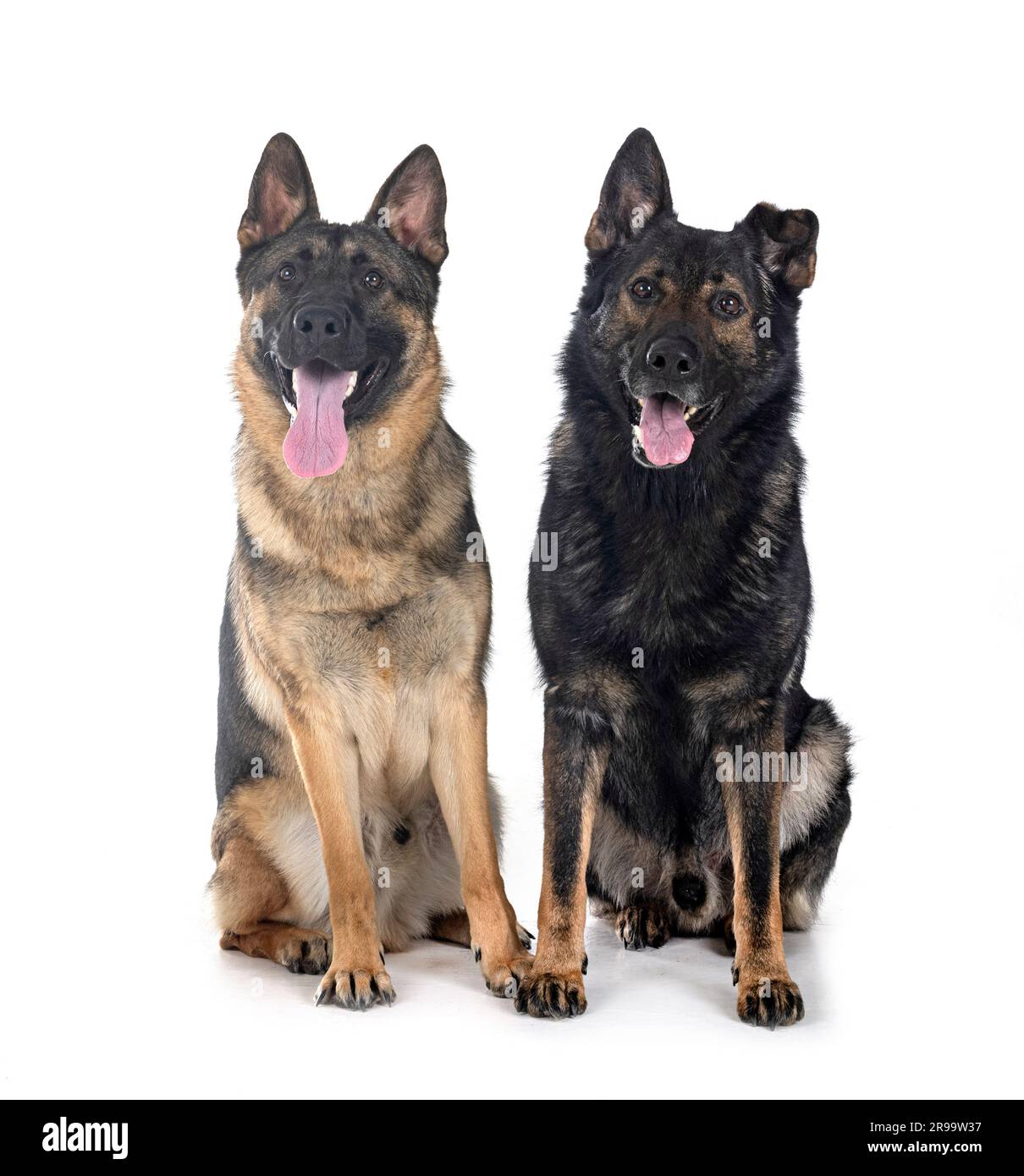 young german shepherds in front of white background Stock Photo