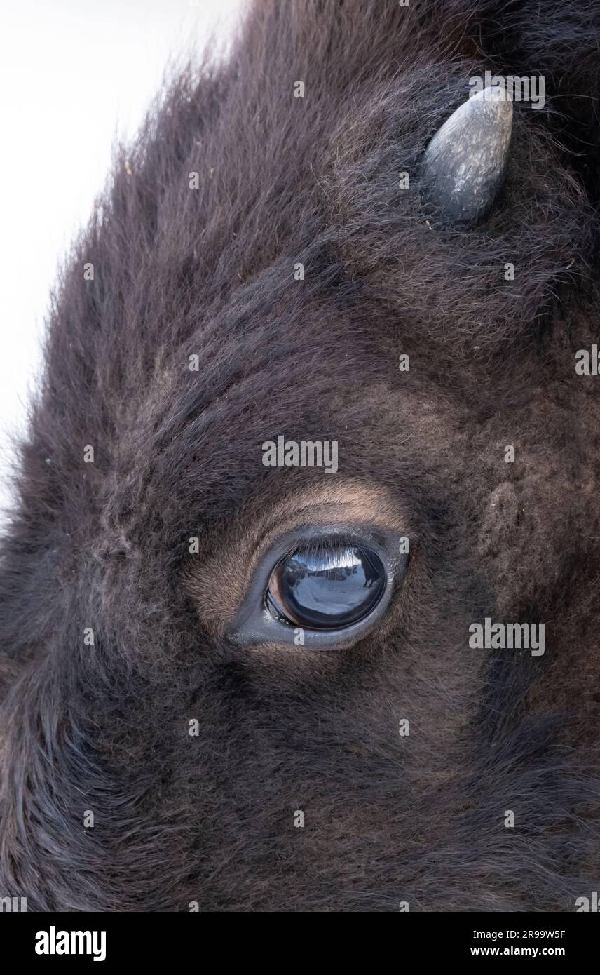 Bufflo, Bison, Winter, Yellowstone Stock Photo