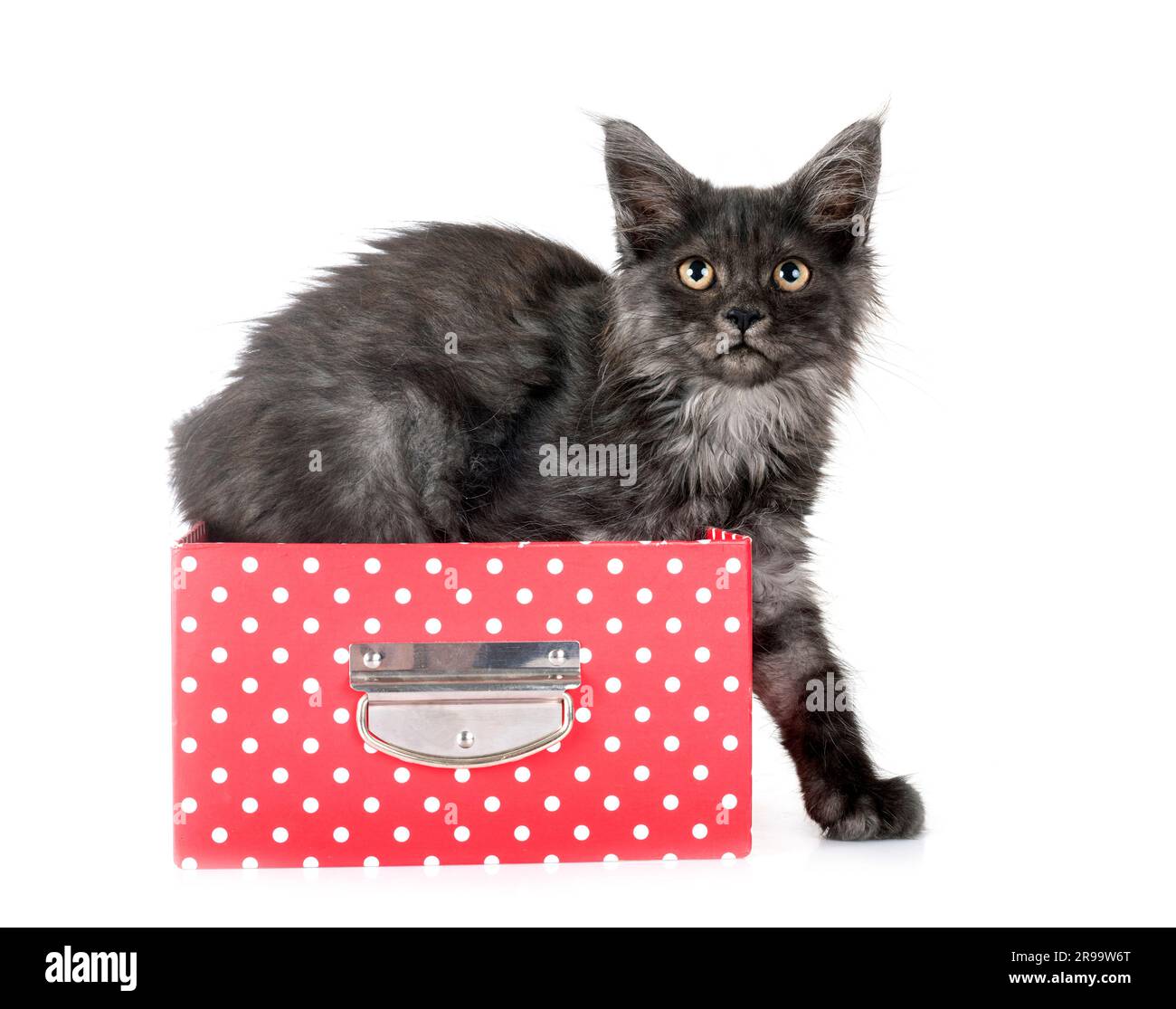 maine coon kitten in front of white background Stock Photo