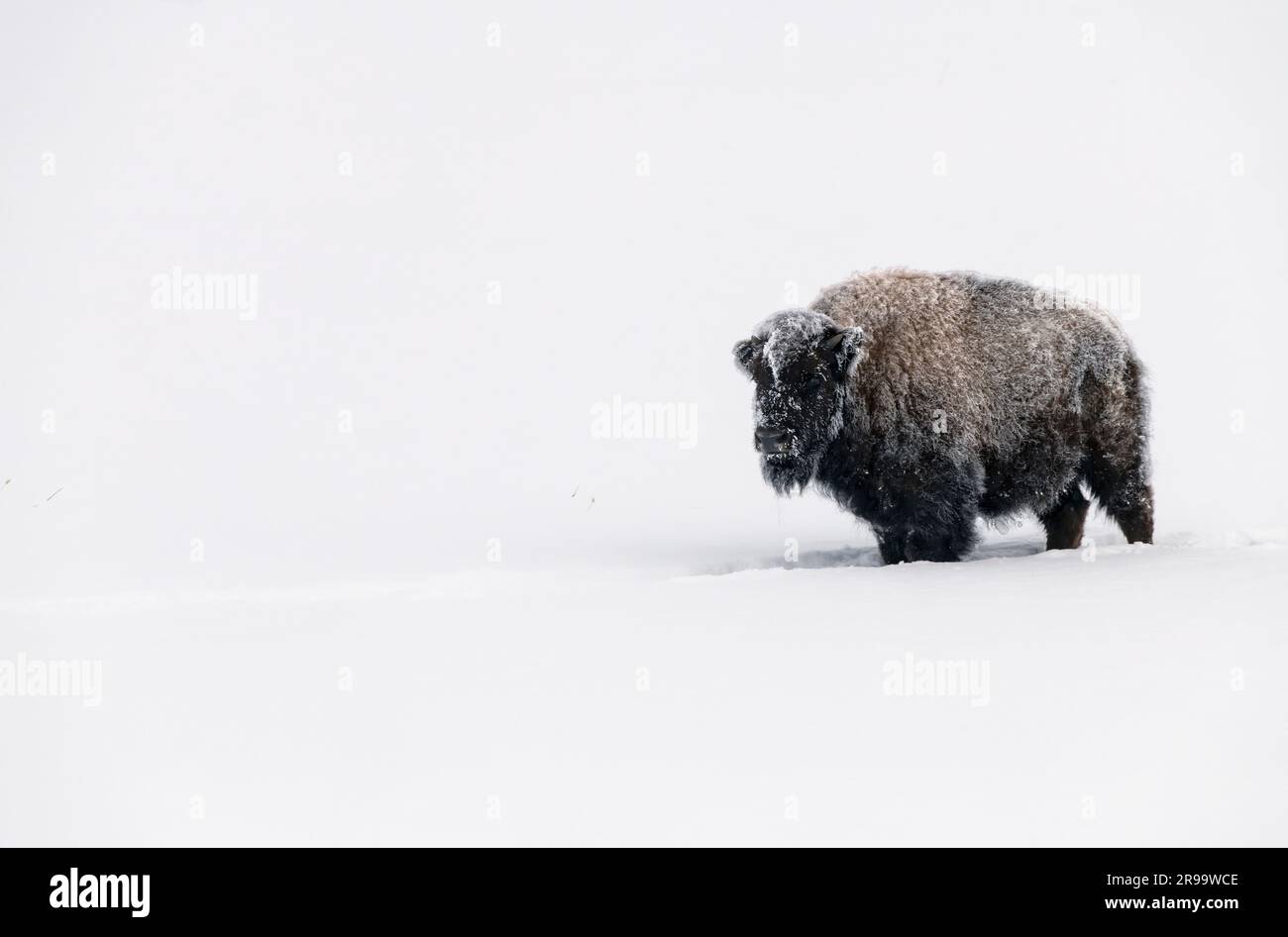 Bufflo, Bison, Winter, Yellowstone Stock Photo