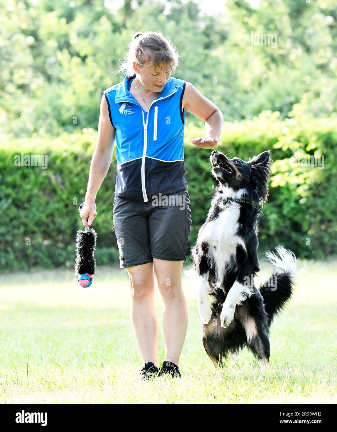 dog training for obedience discipline with a border collie Stock Photo