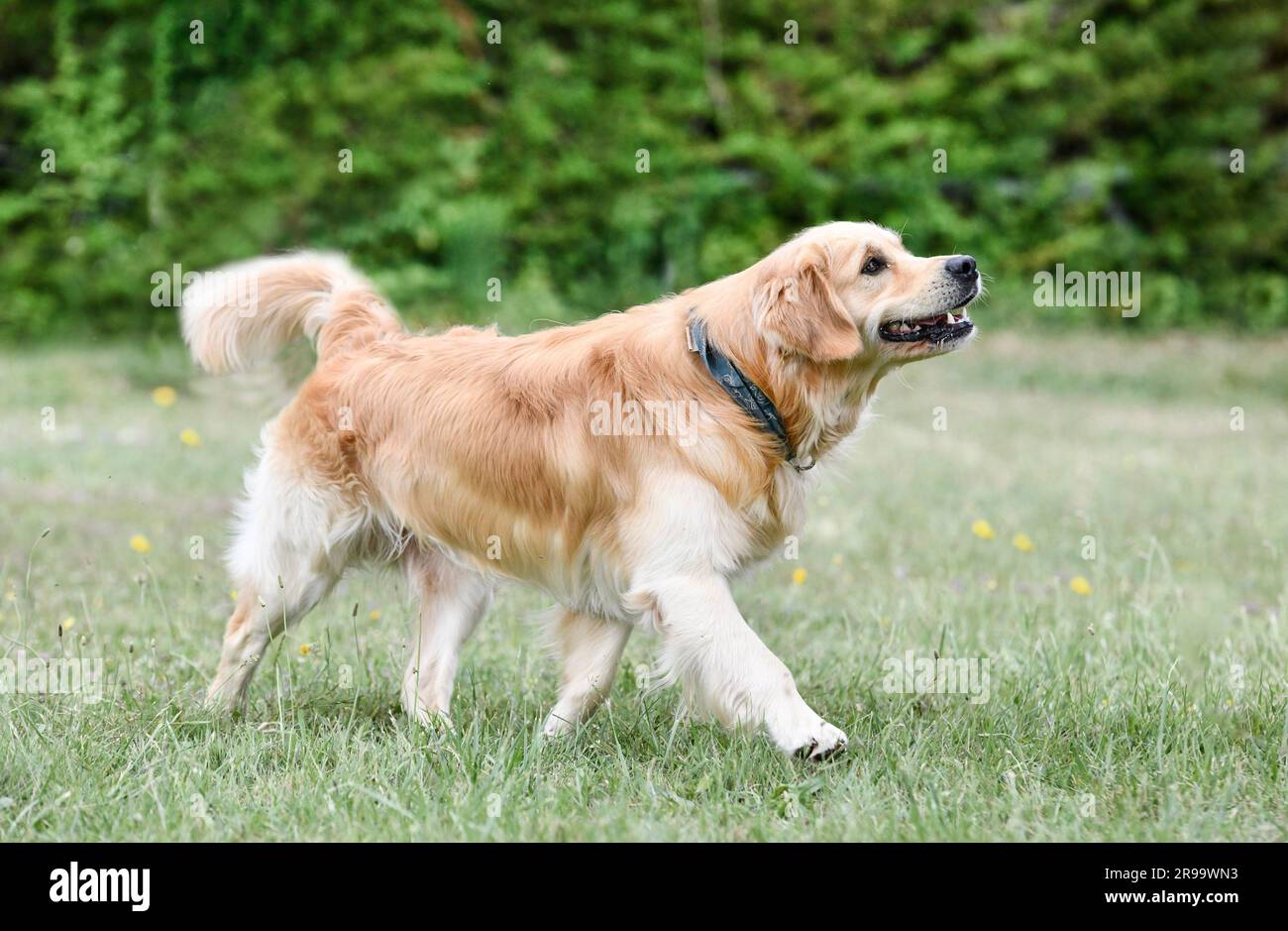 dog training for obedience discipline with a golden retriever Stock Photo Alamy