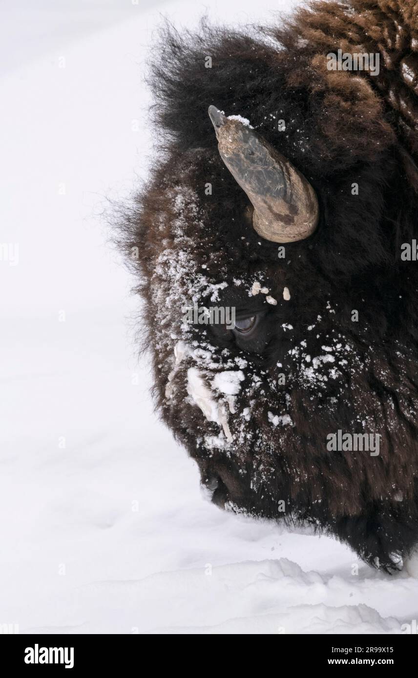 Bufflo, Bison, Winter, Yellowstone Stock Photo
