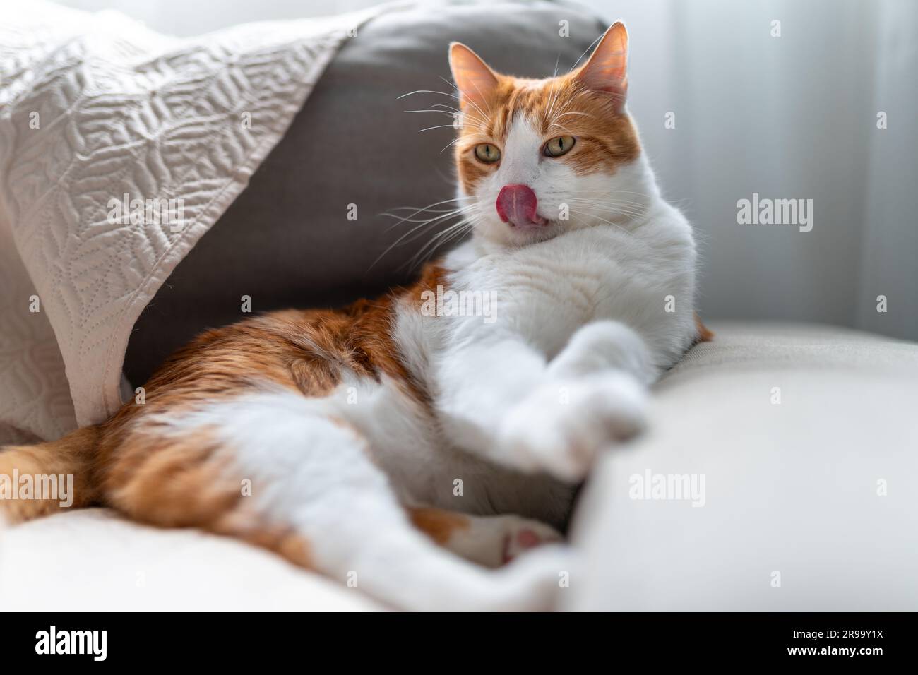 brown and white cat with yellow eyes lying on a gray sofa Stock Photo ...