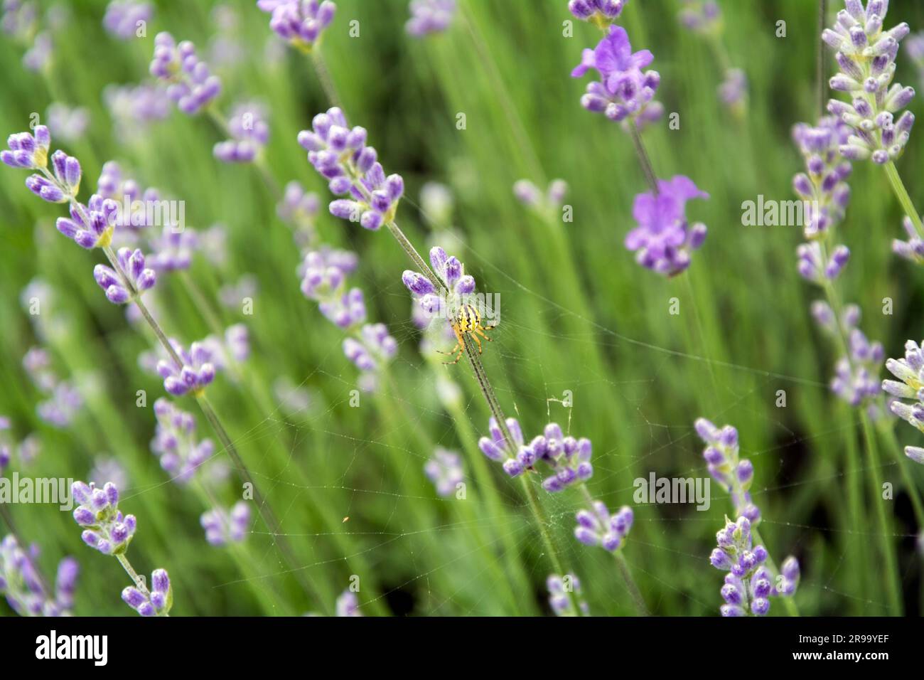 Closeup of a small yellow spider (Neoscona adianta) sitting on a web on a lavender flower in the first days of blooming in June. Horizontal image with Stock Photo