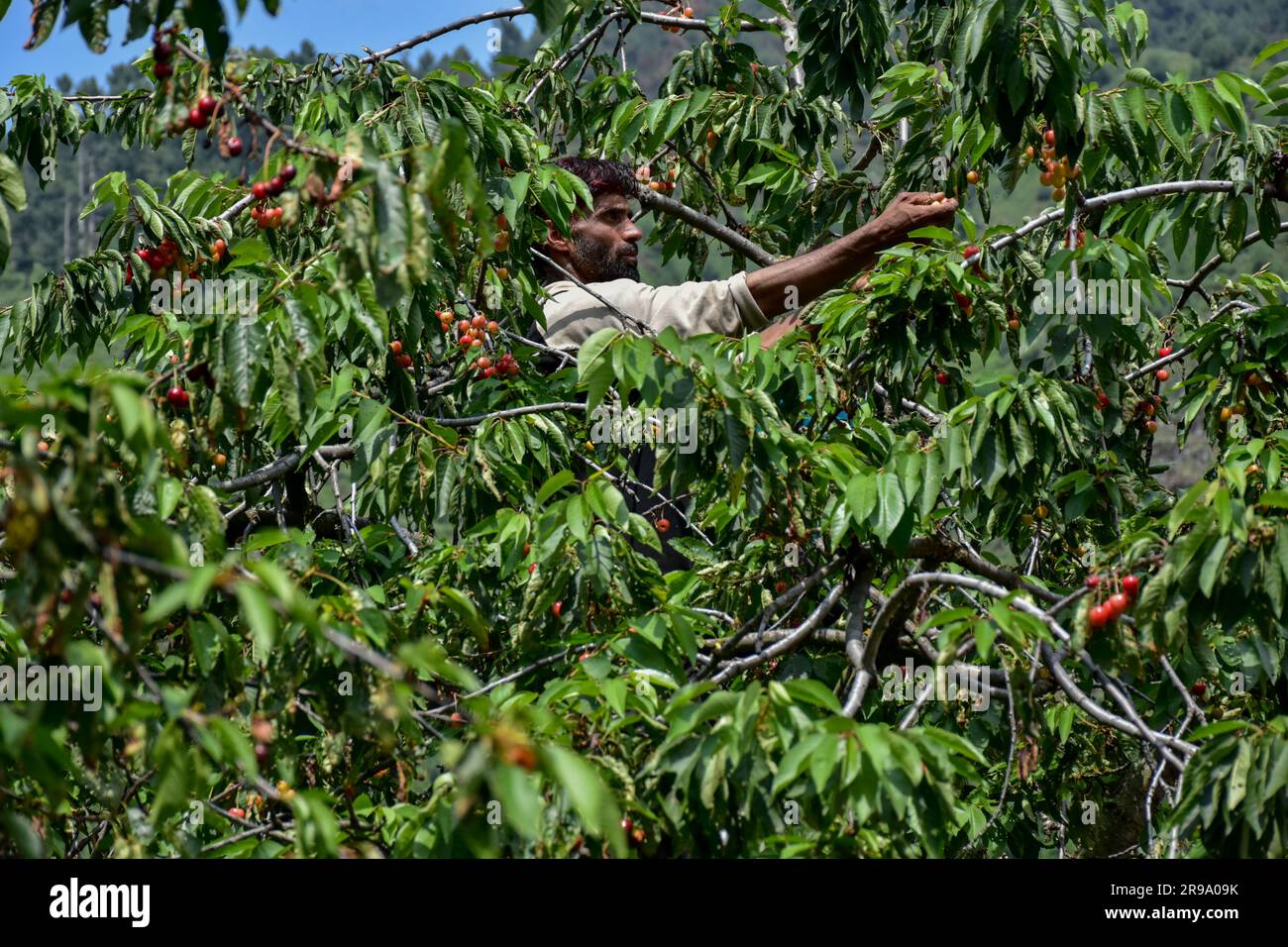Srinagar, India. 25th June, 2023. A farmer collects fresh cherries in a