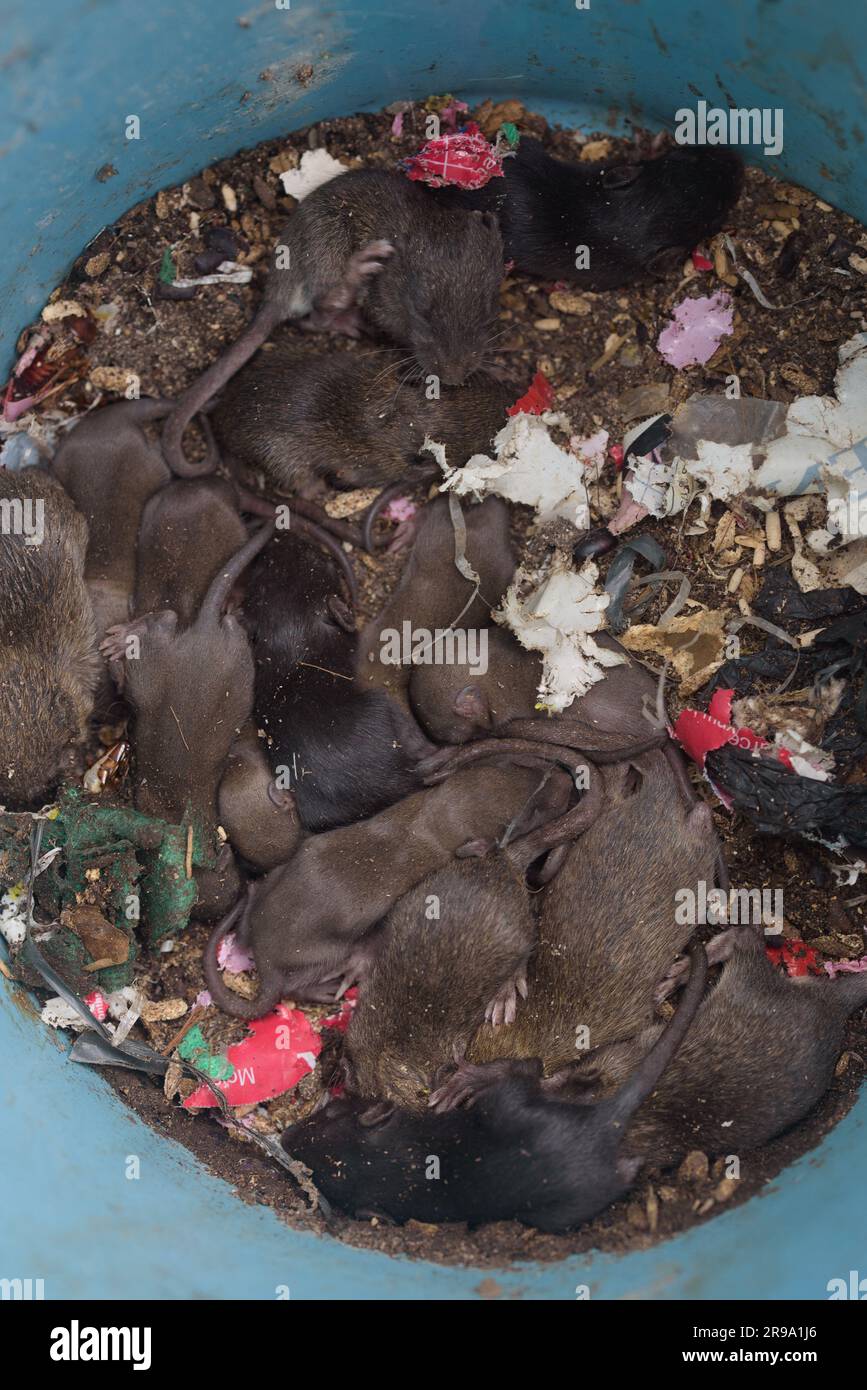 Closeup top view of dirty rat nest. Litter of baby rats inside a