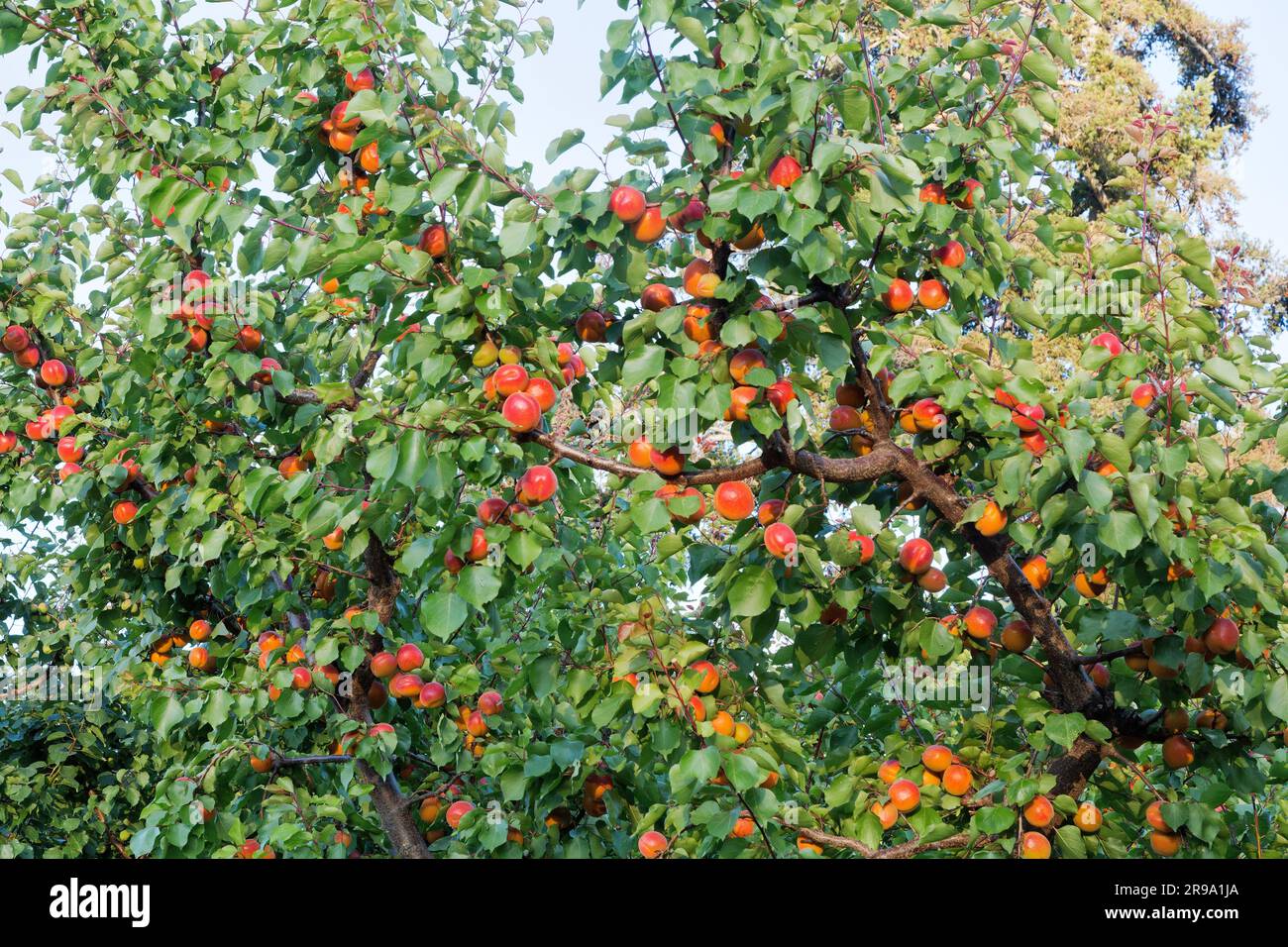 Robada Apricot fruit  maturing on tree,  'Prunus armeniaca' Maryhill Highway, Goldendale,  Washington. Stock Photo